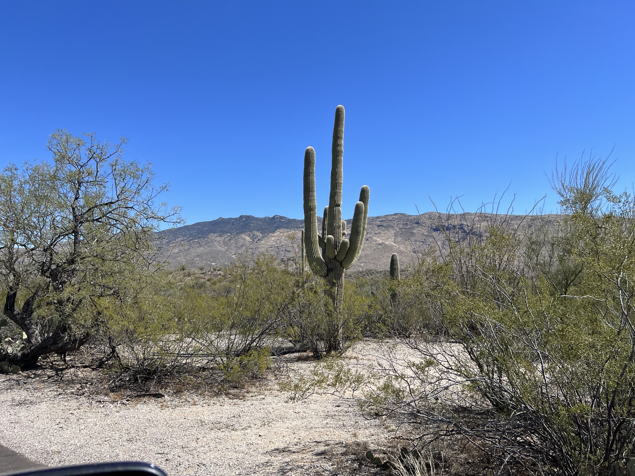 Cacti
