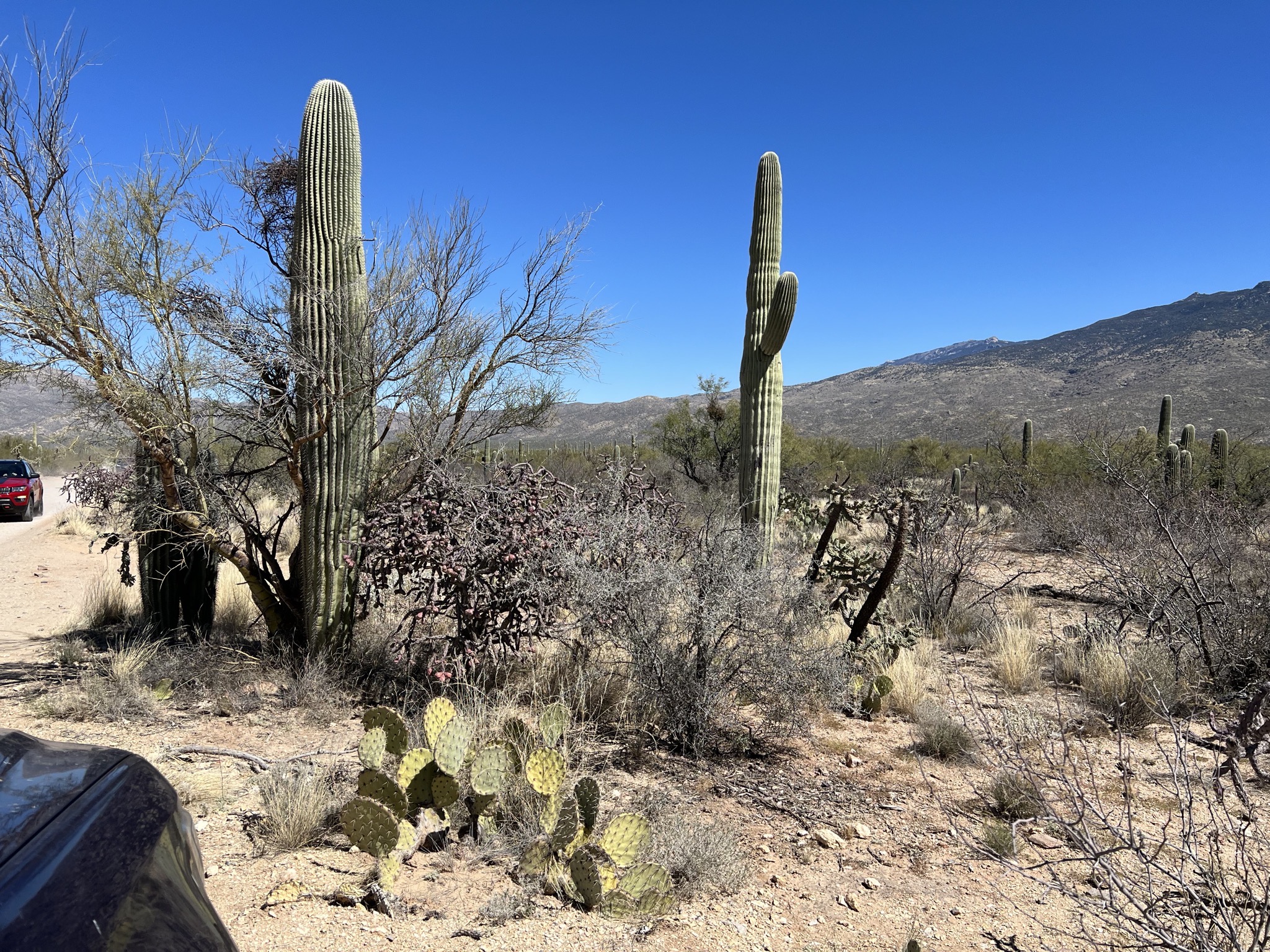 Cacti