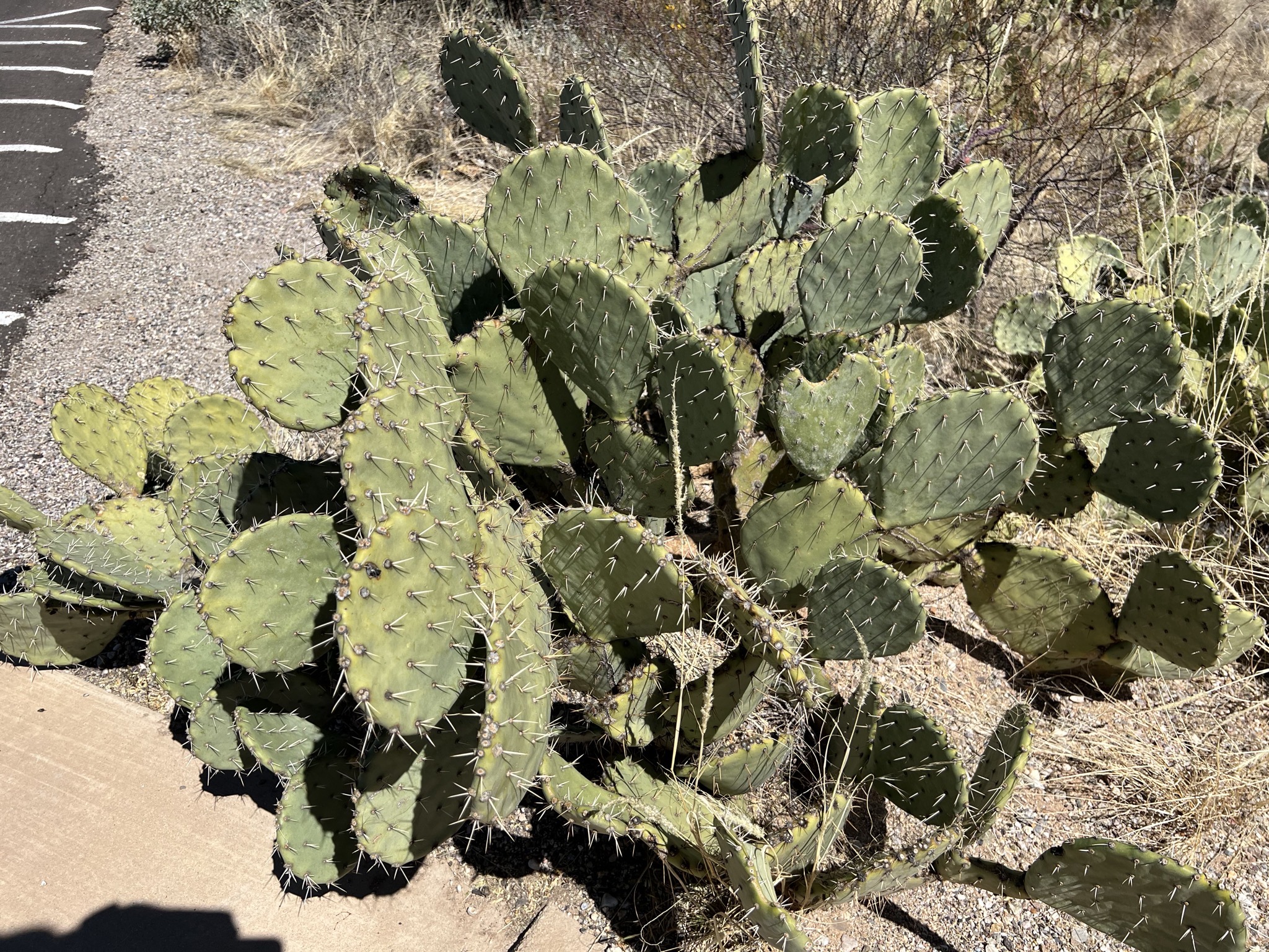 Cacti