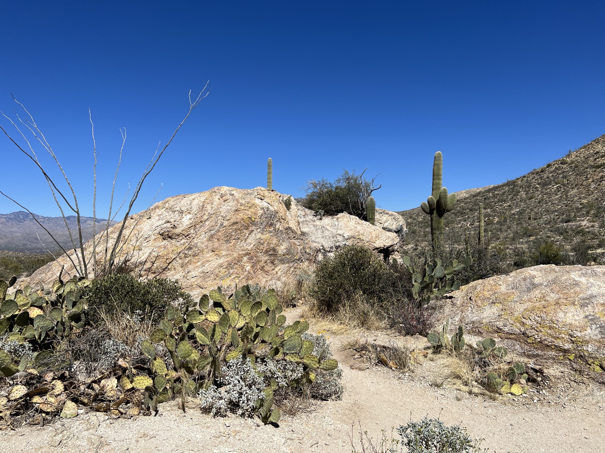 Cacti