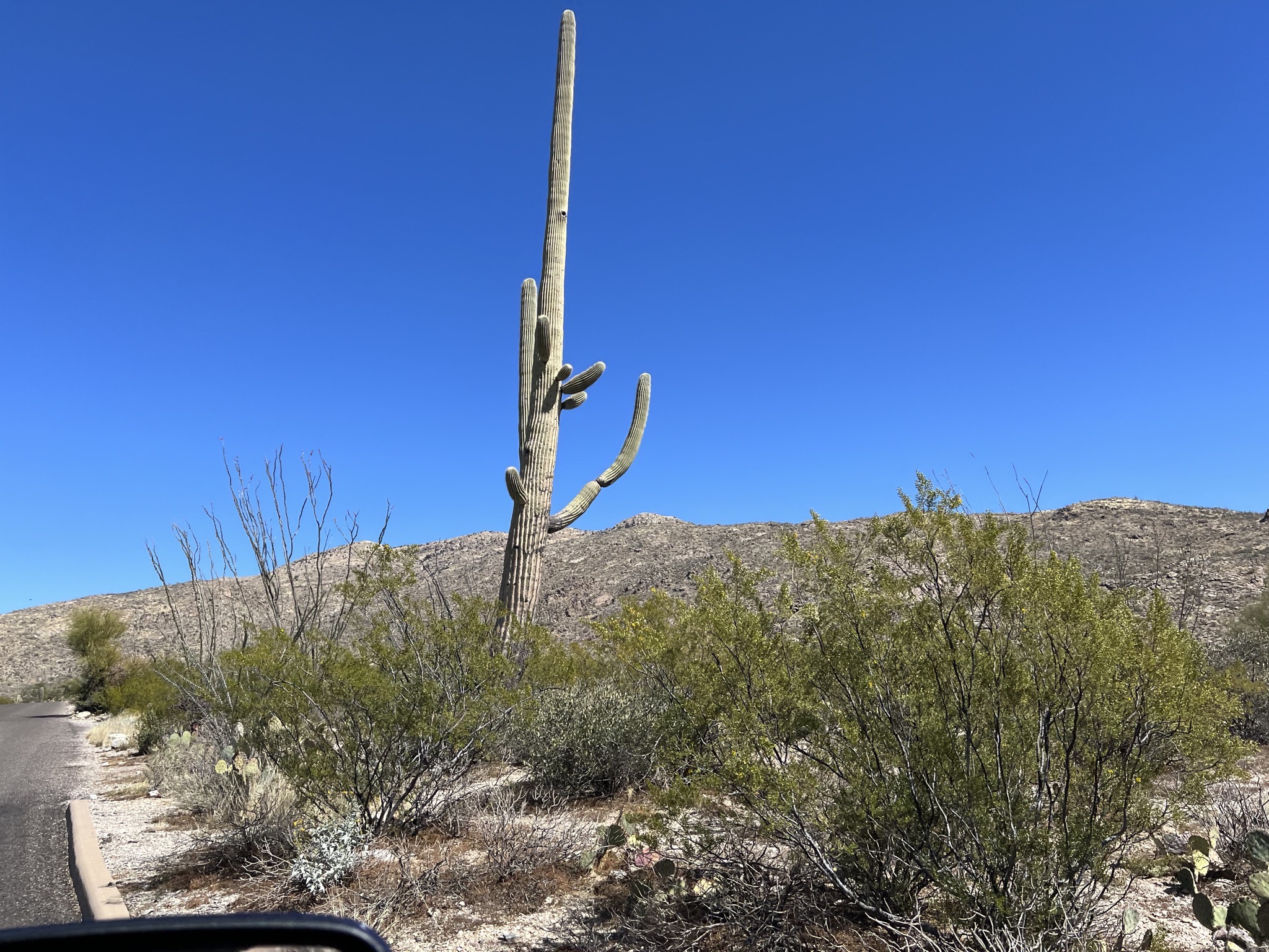 Cacti