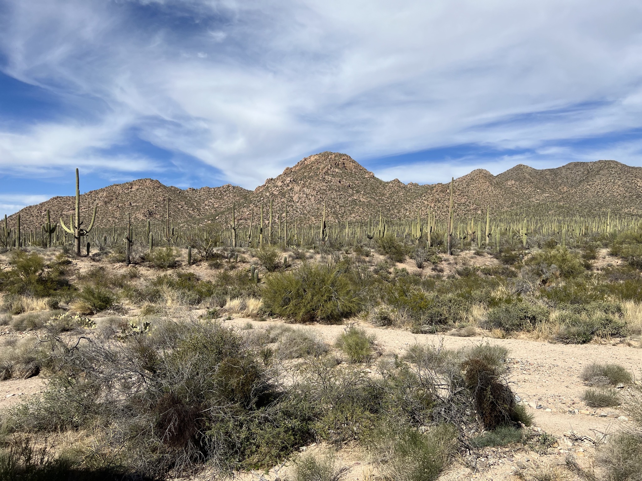 Cacti