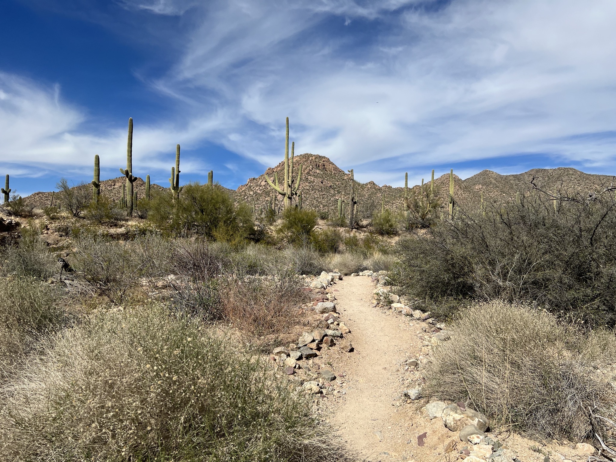 Cacti