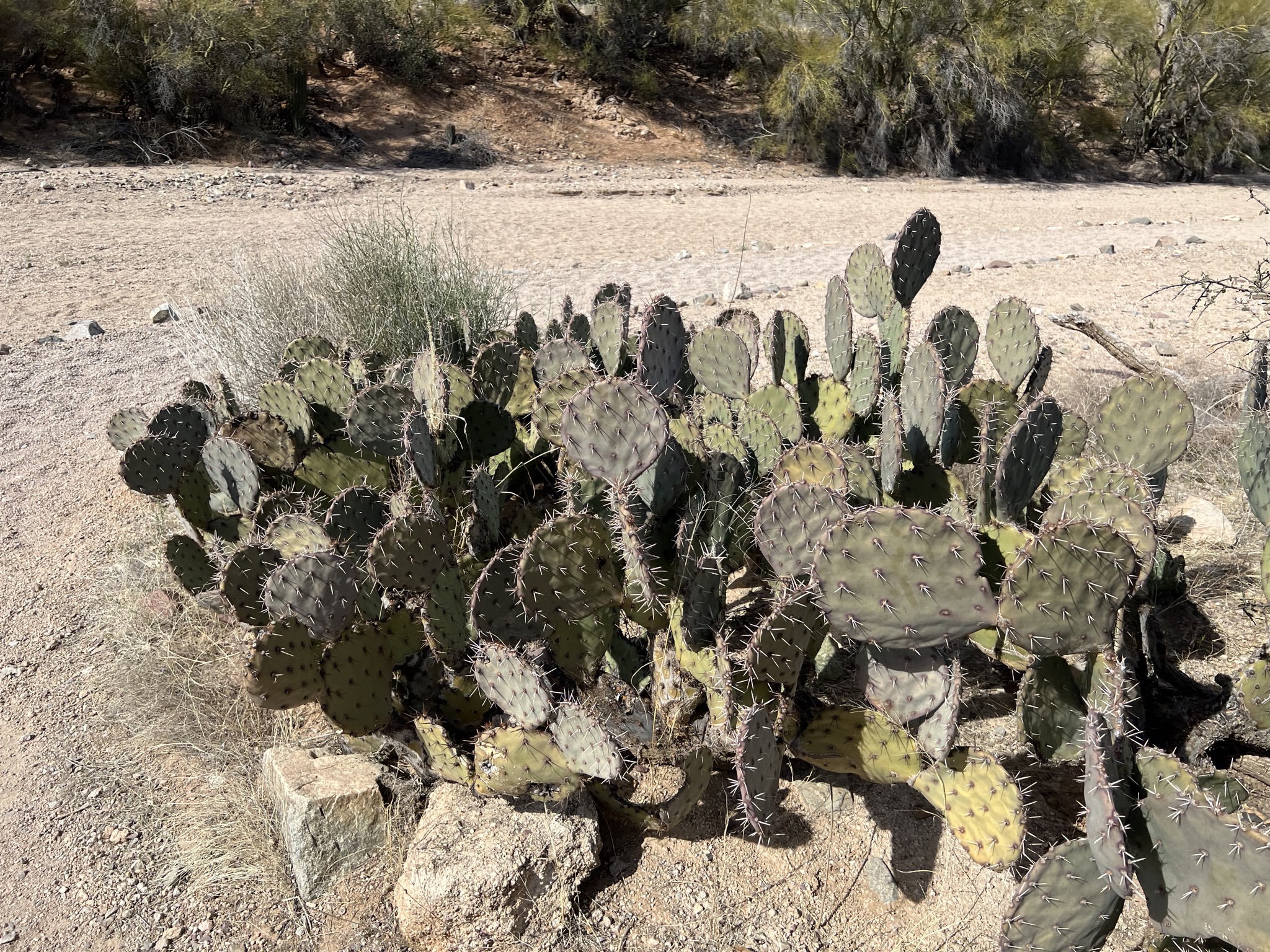 Cacti