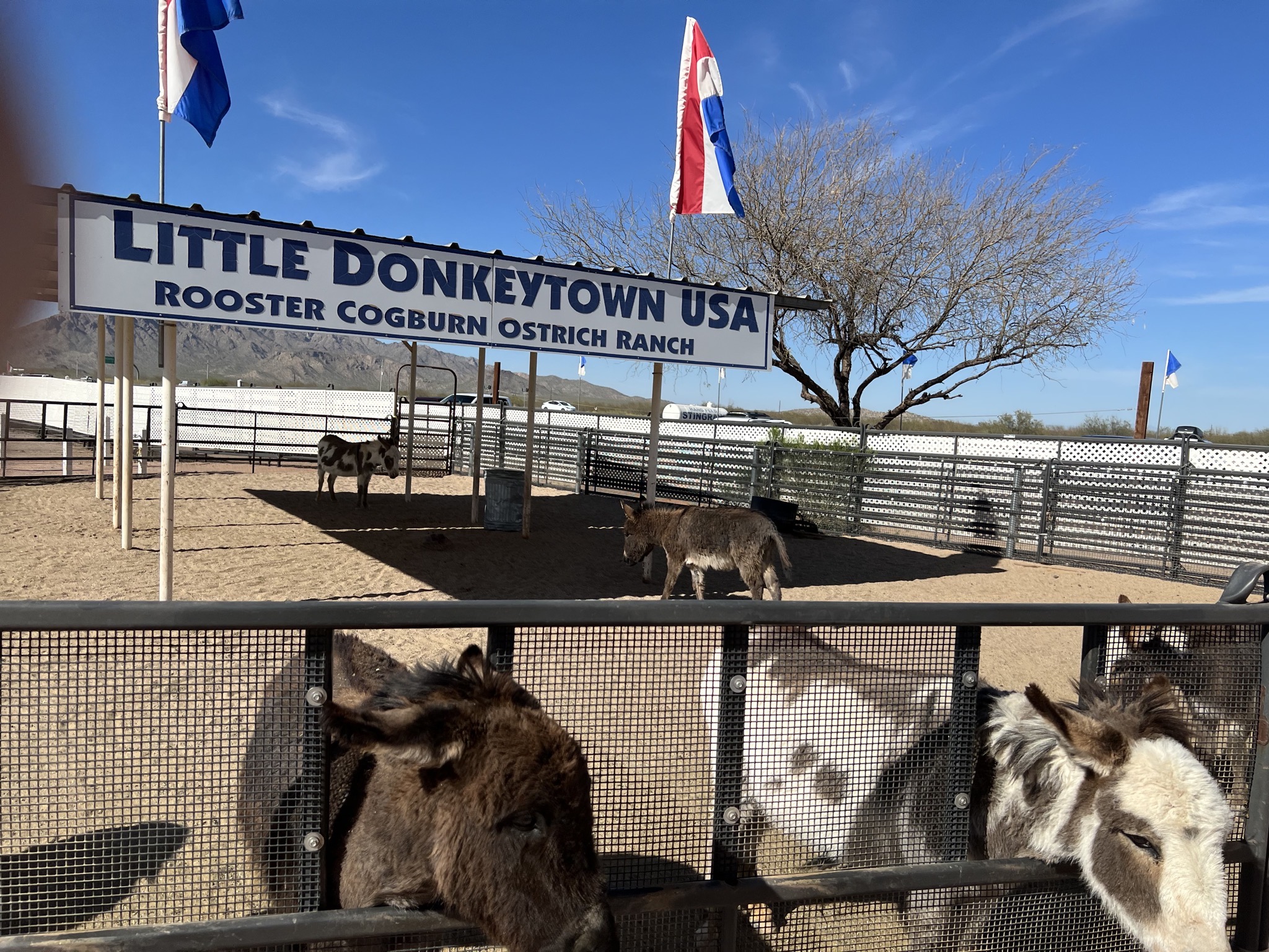 Donkeys