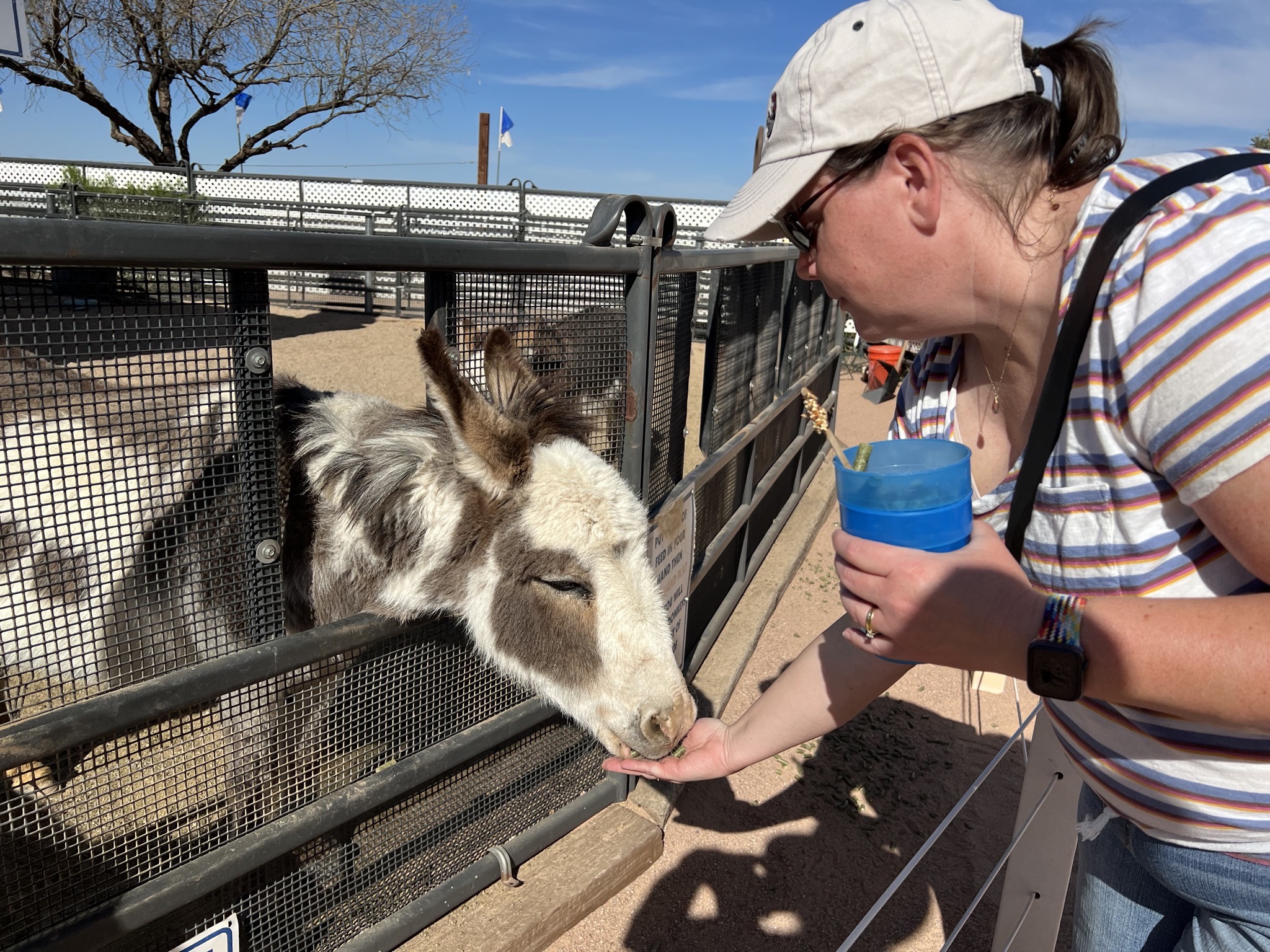 Jenn feeding donkeys
