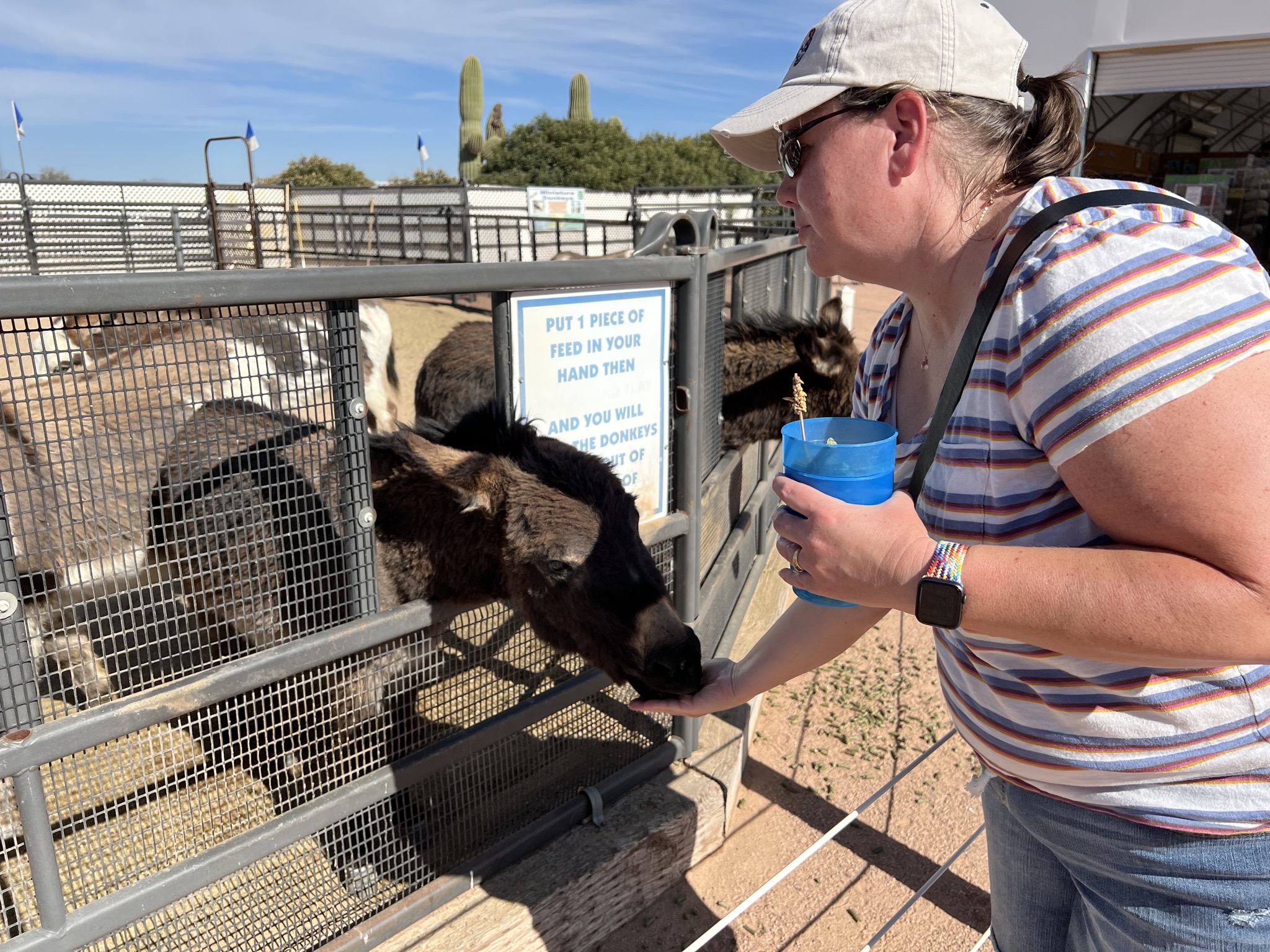Jenn feeding donkeys