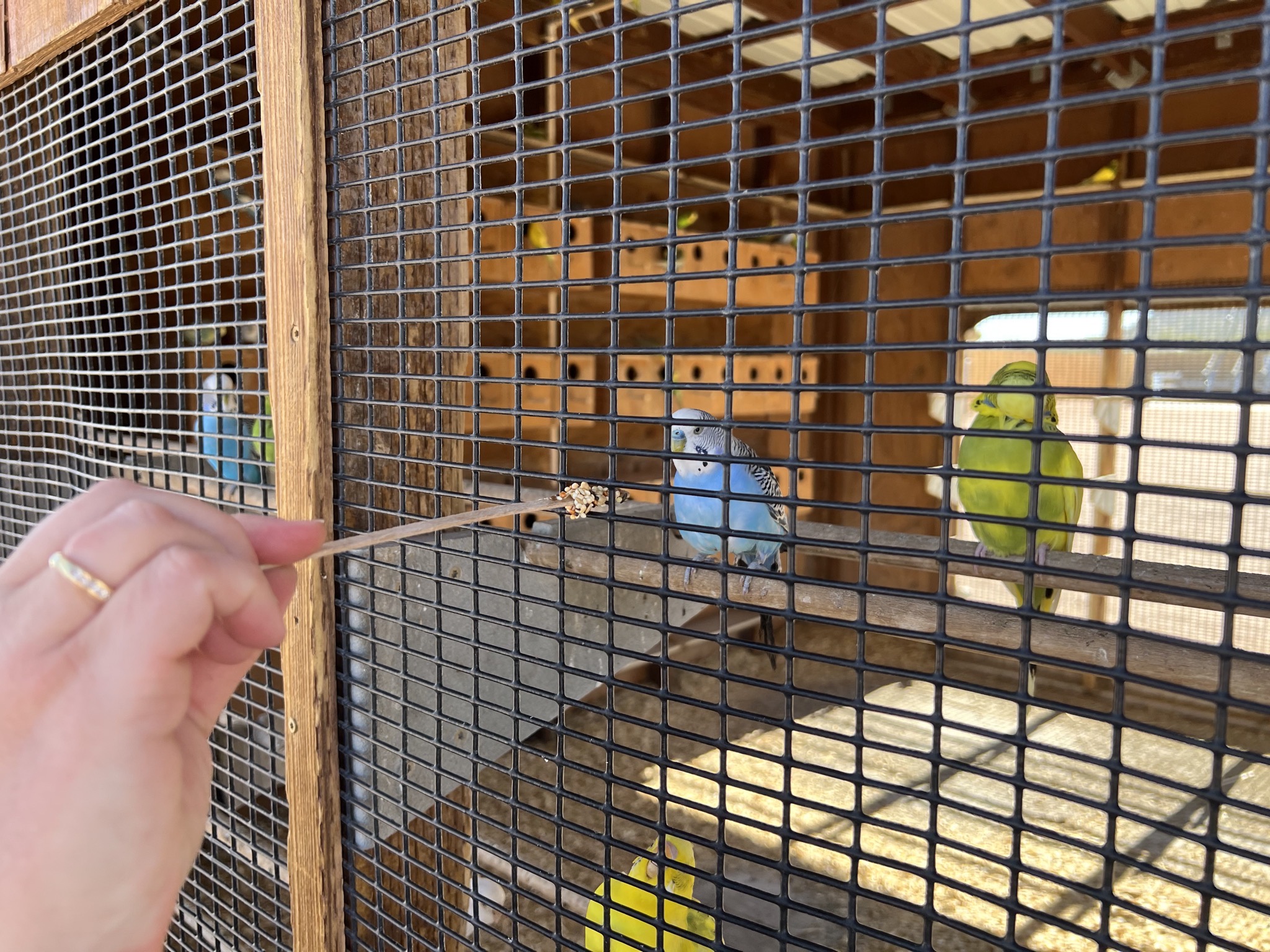 Feeding parakeets