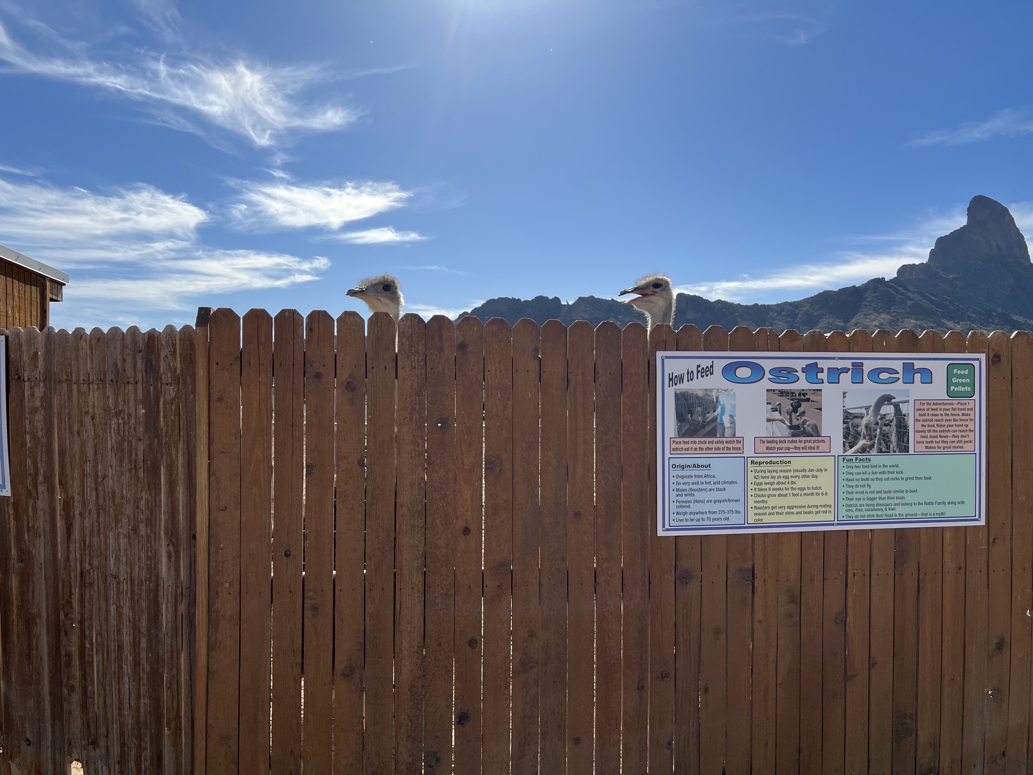 Ostriches