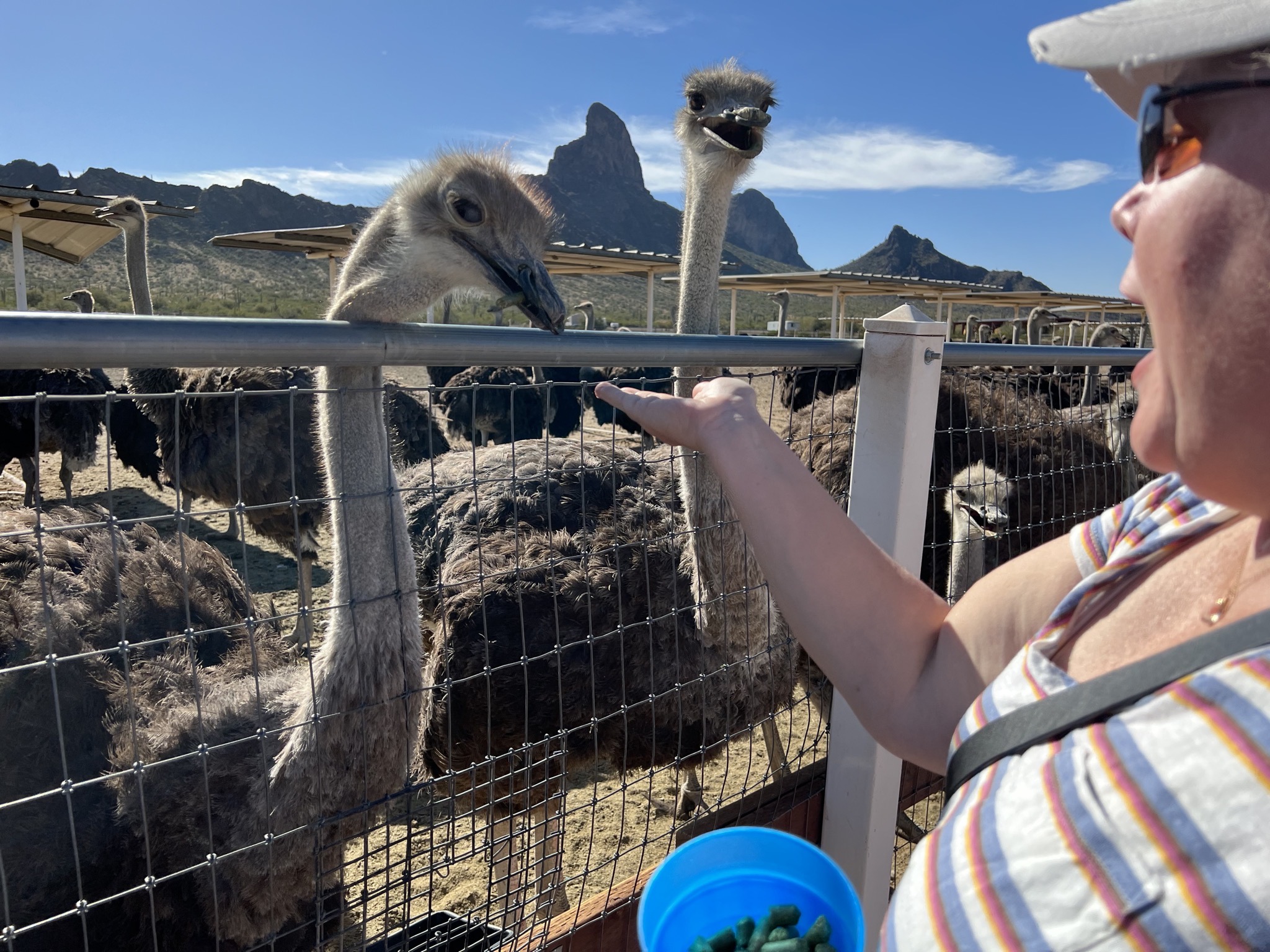 Jenn feeding ostriches