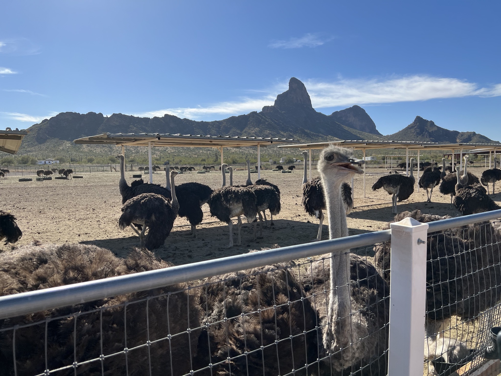 Ostriches