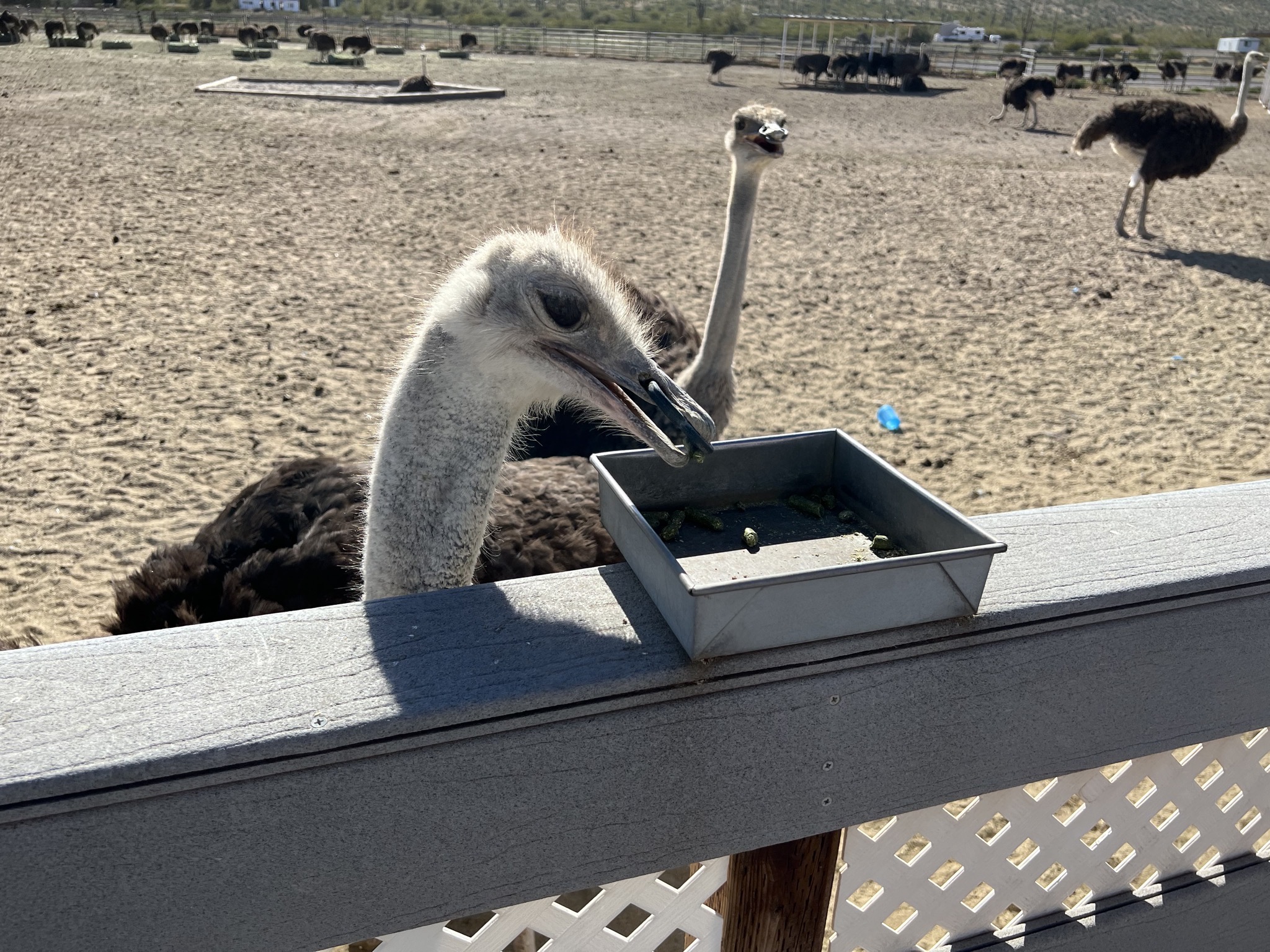 Ostriches