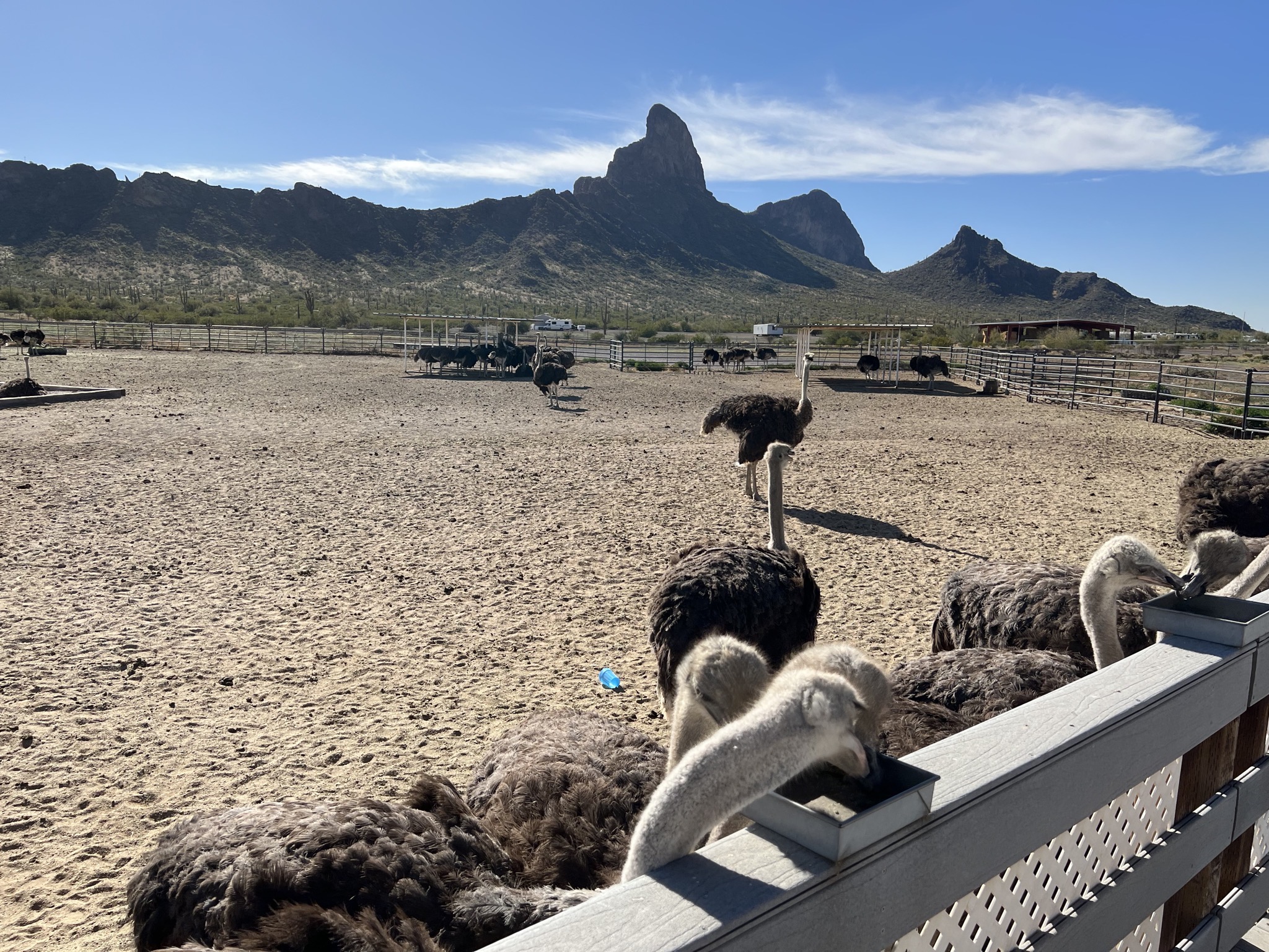 Ostriches