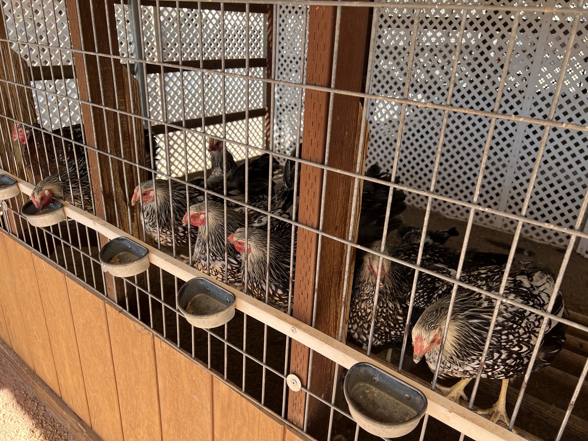 Chickens