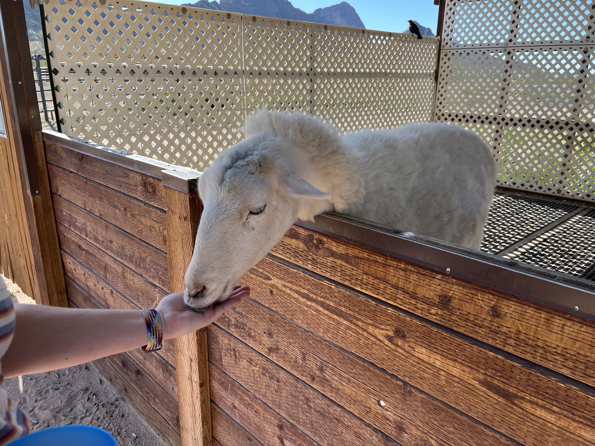 Sheep