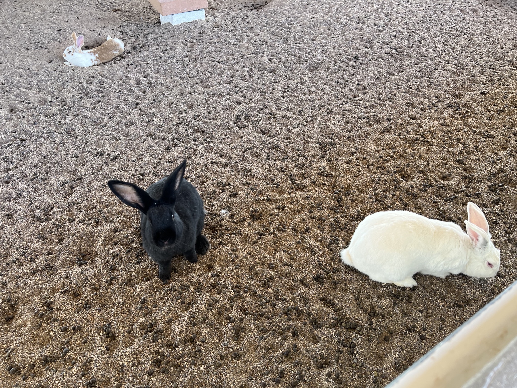 Rabbits