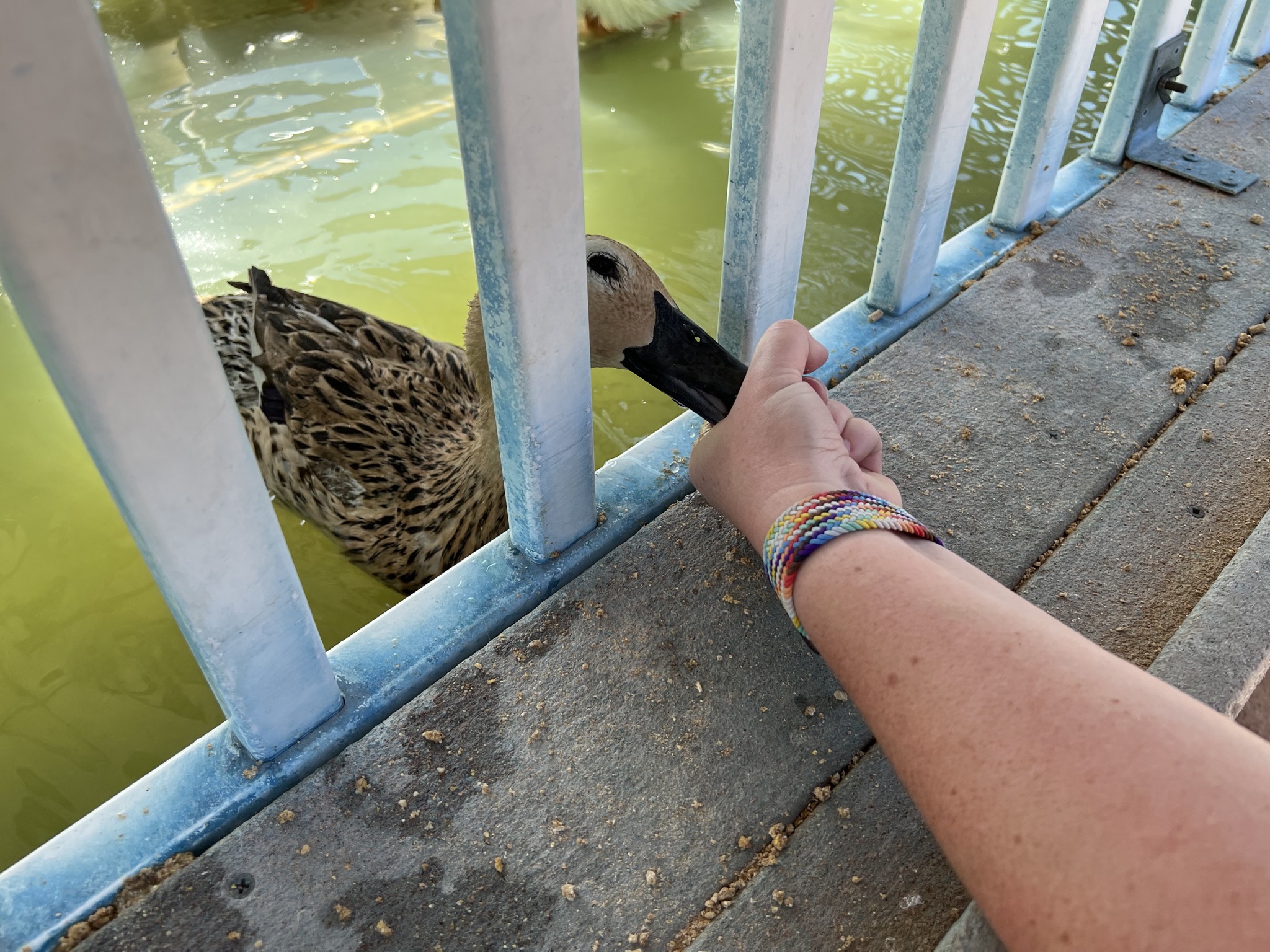 Ducks