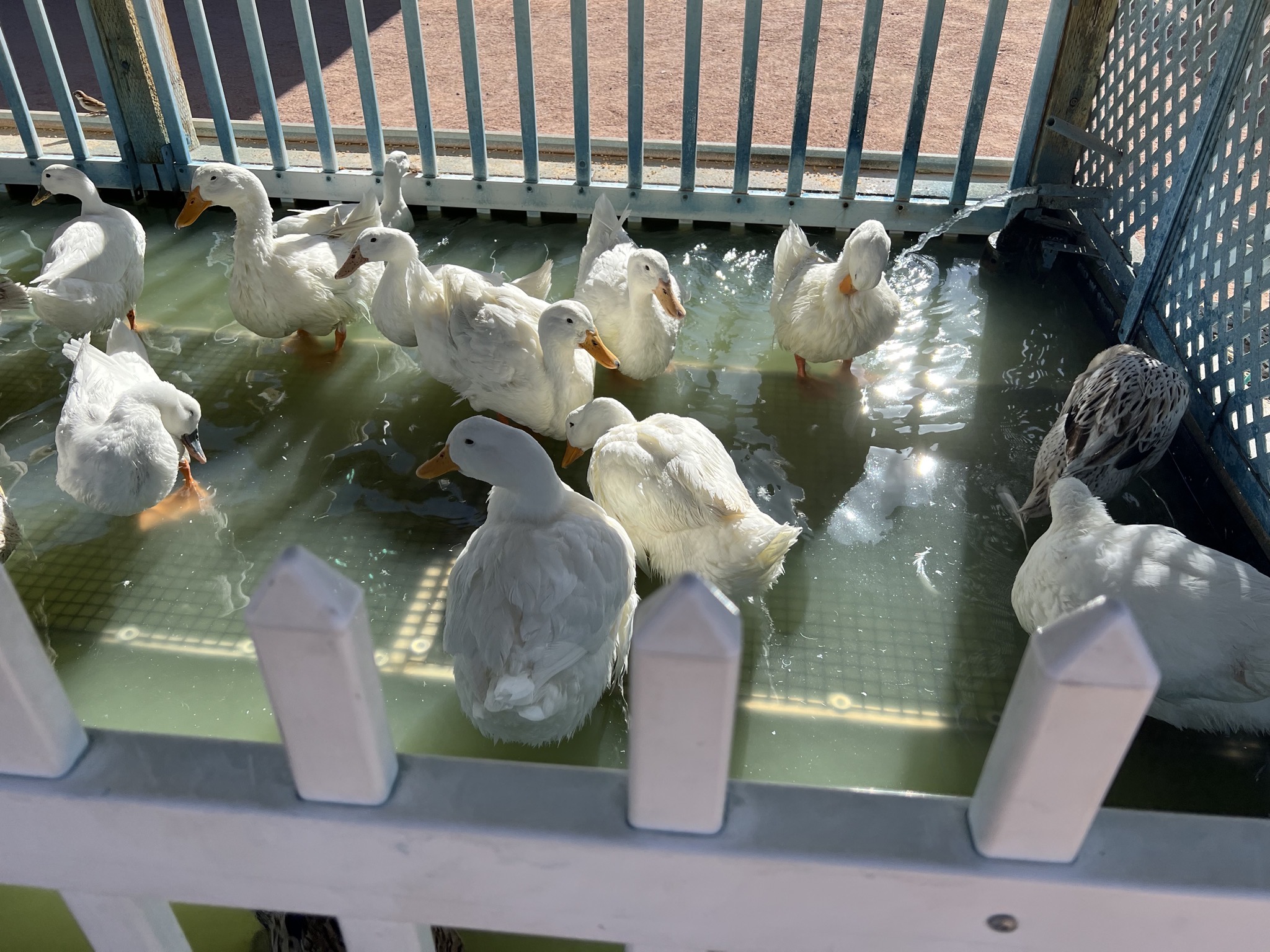 Ducks