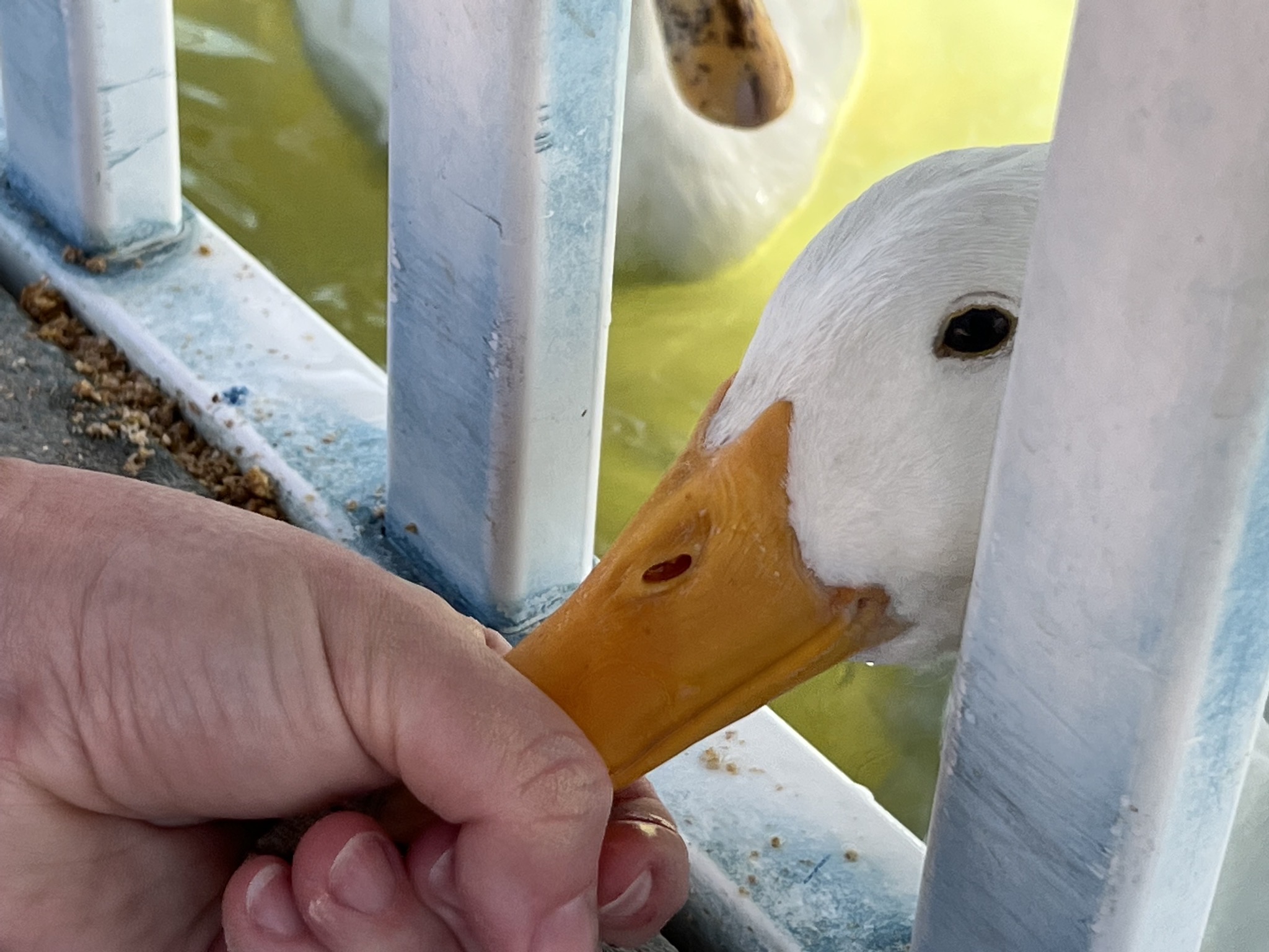 Ducks