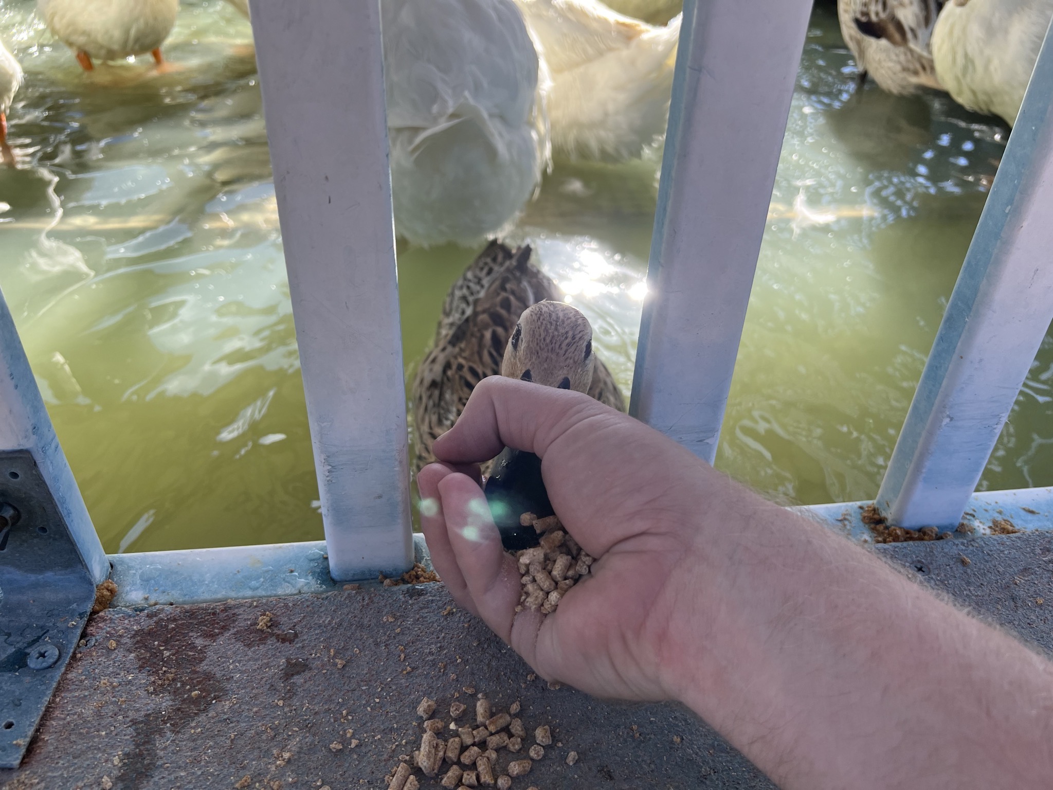Ducks