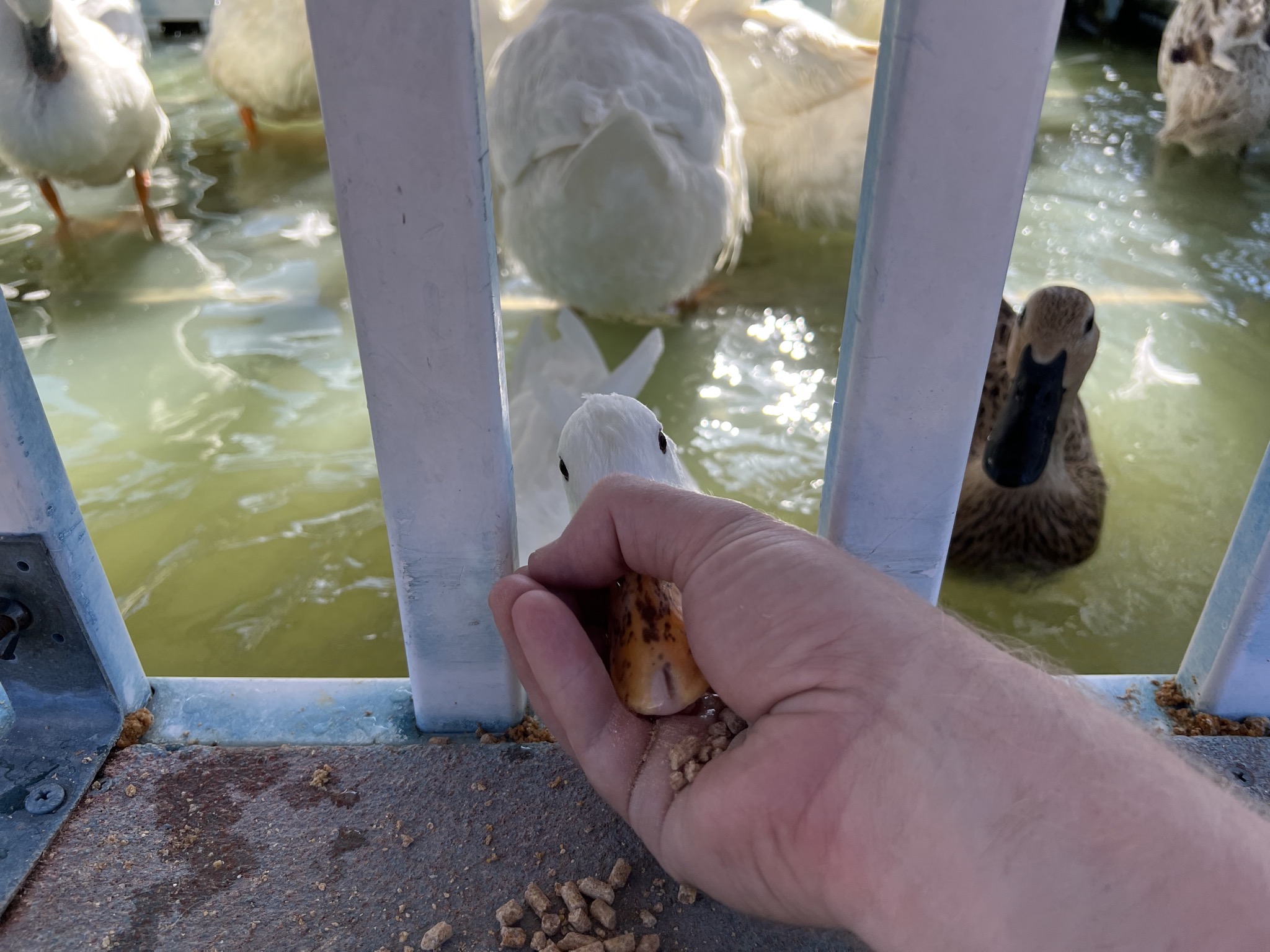 Ducks