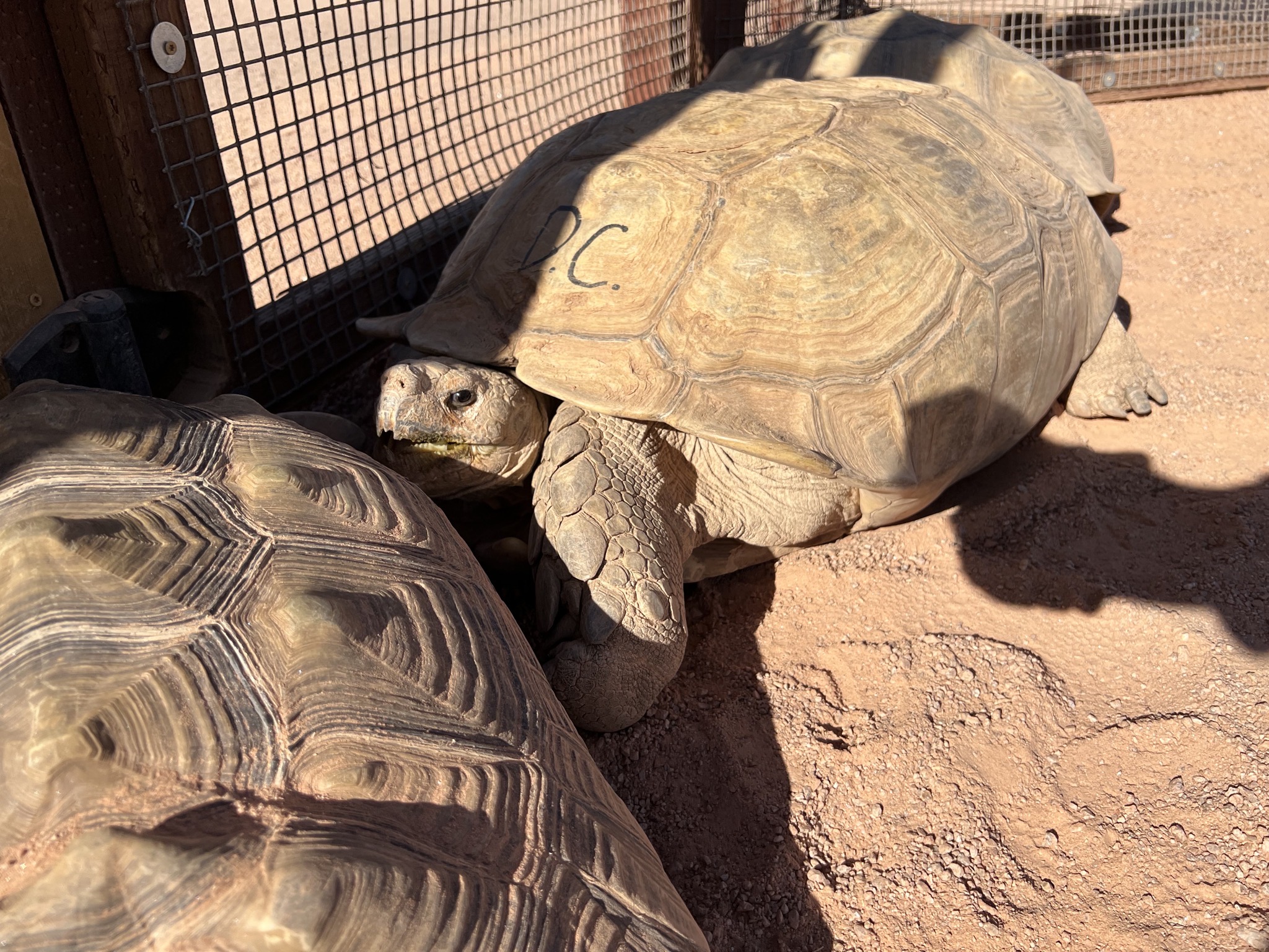 Tortoises