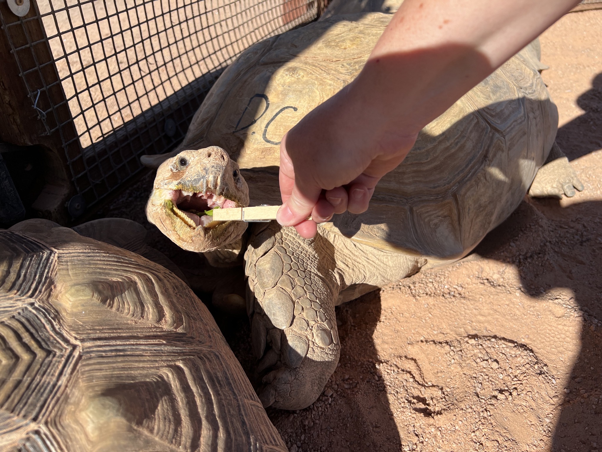Tortoises