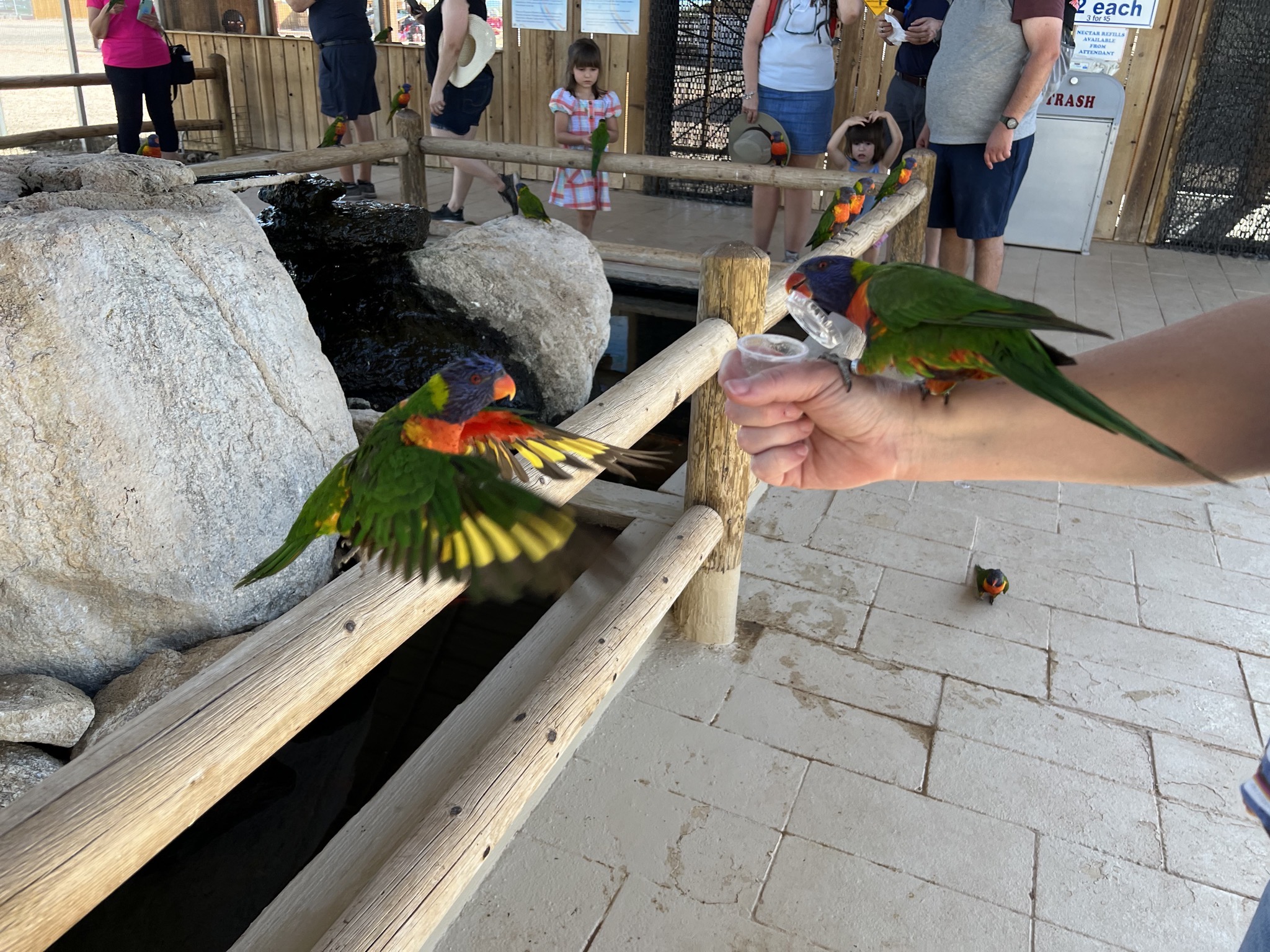 Rainbow Lorikeets