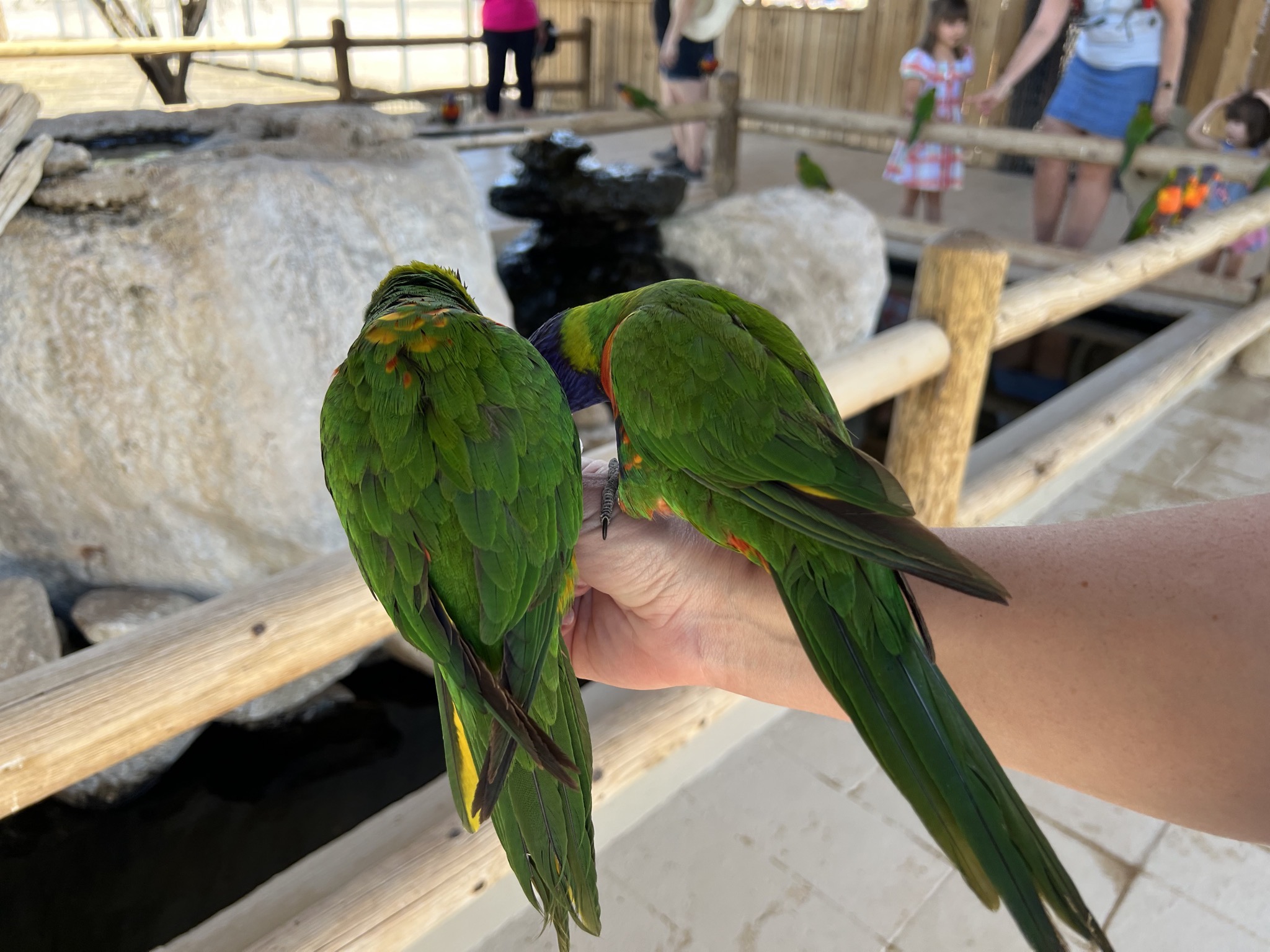 Rainbow Lorikeets