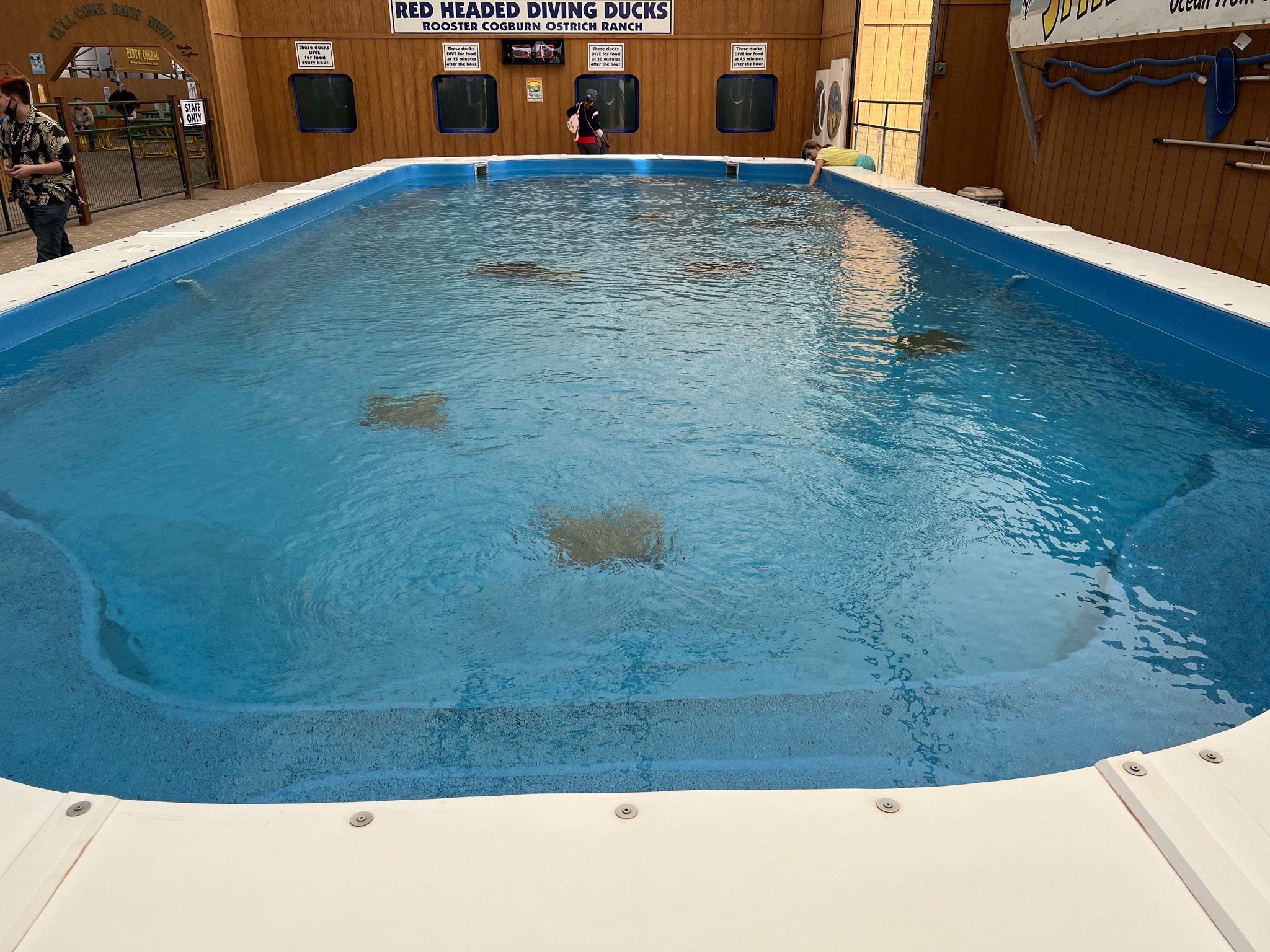 Stingrays