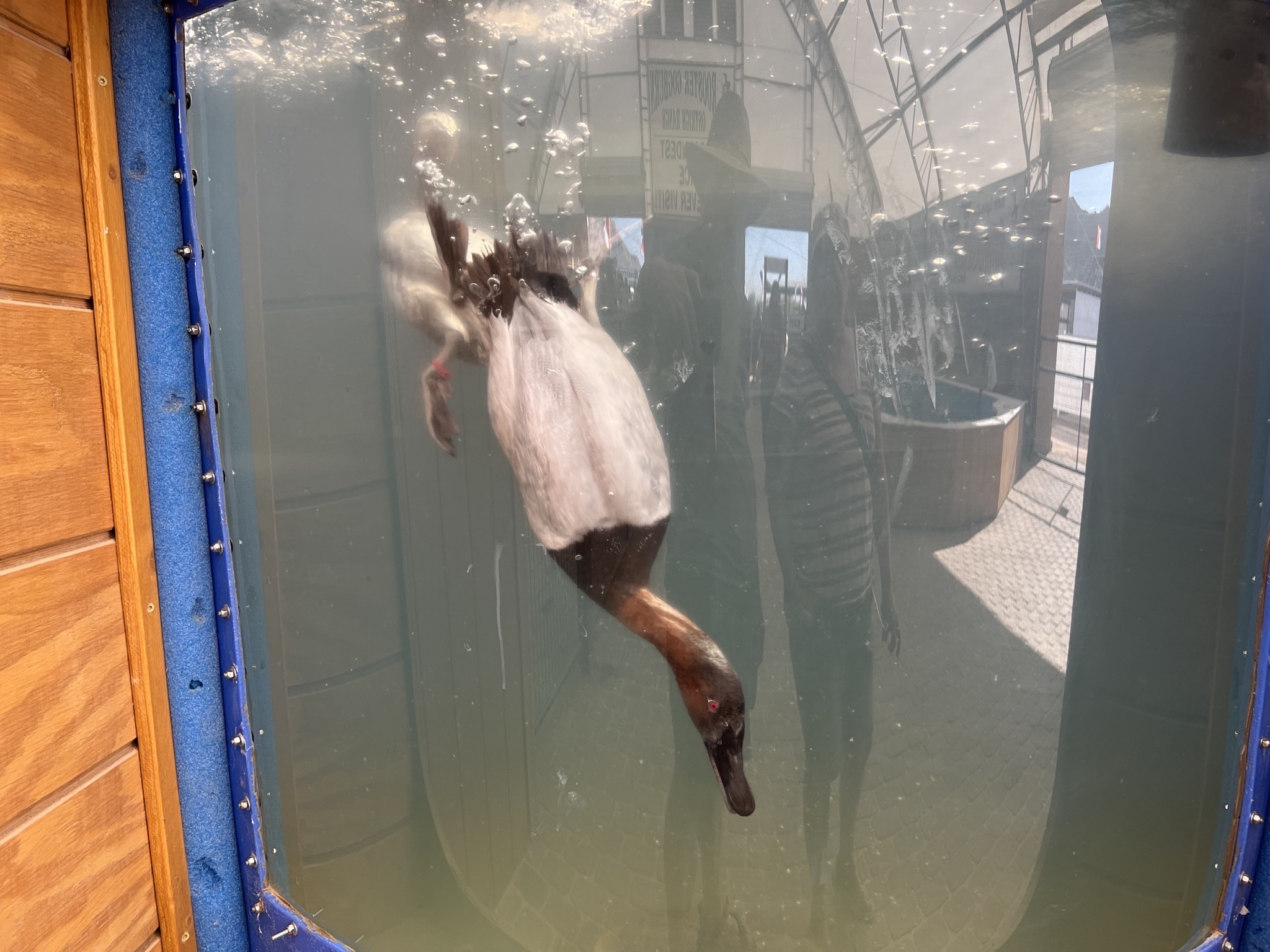Diving ducks