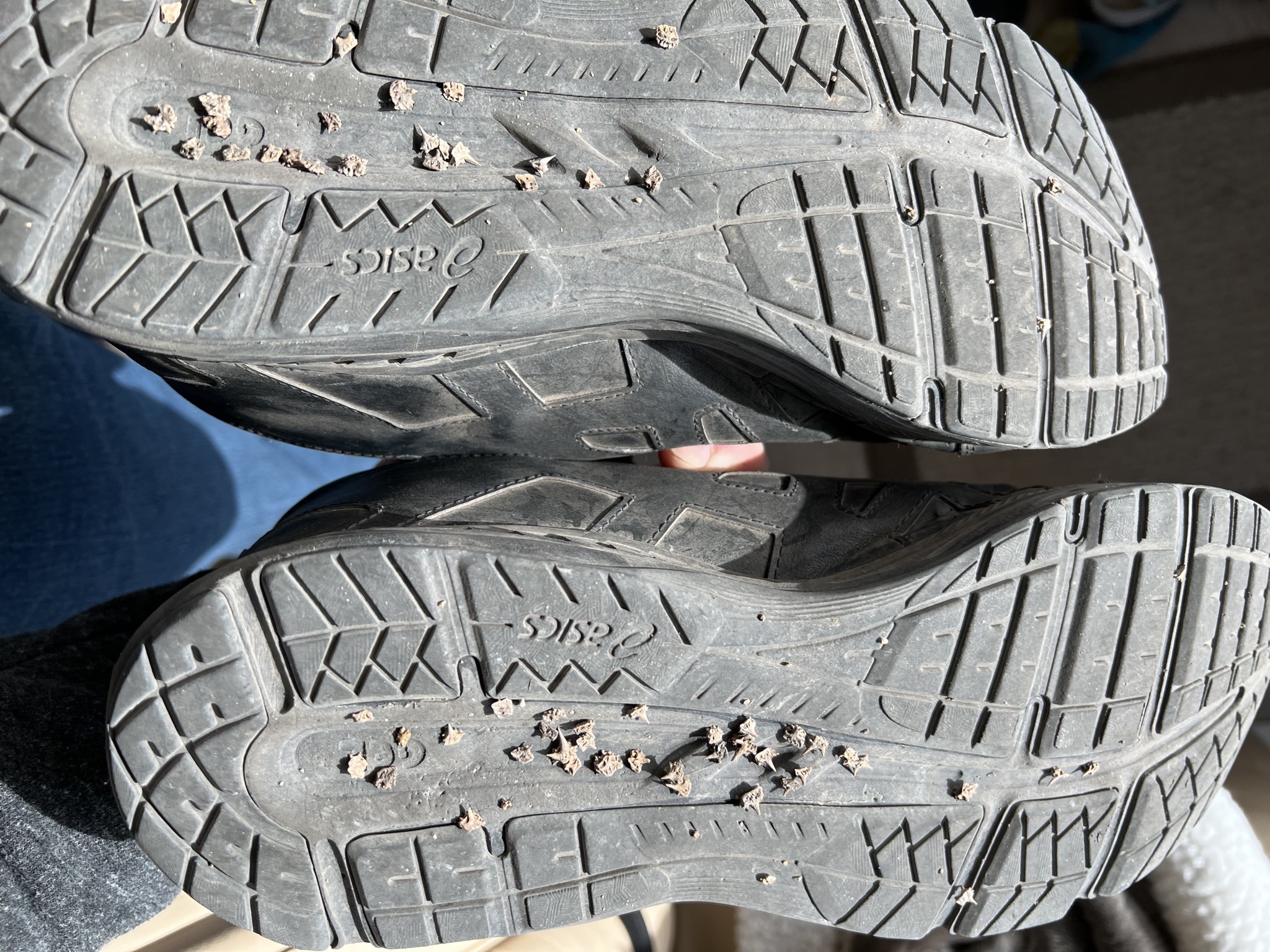 Goatheads on shoes