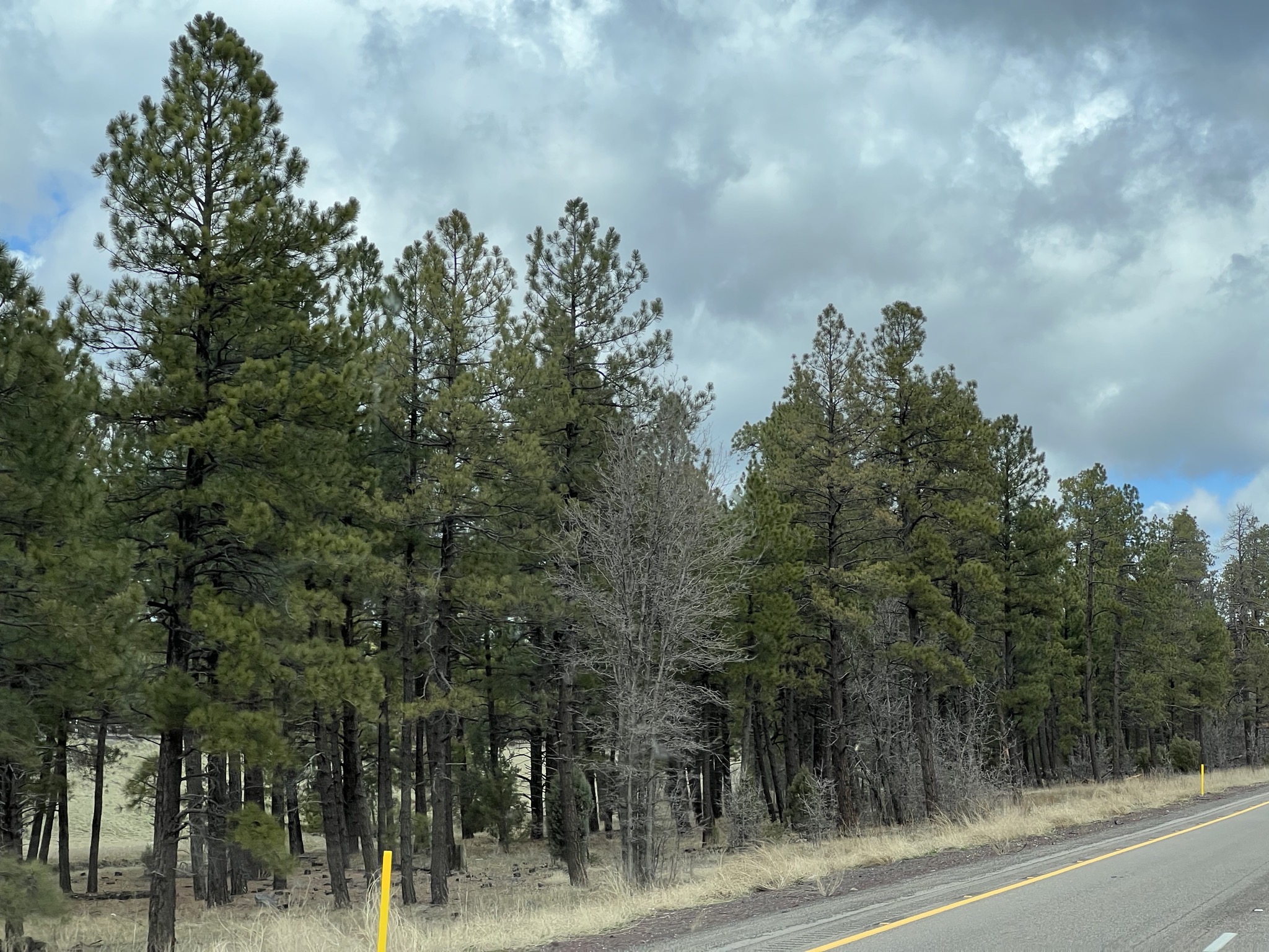 Trees