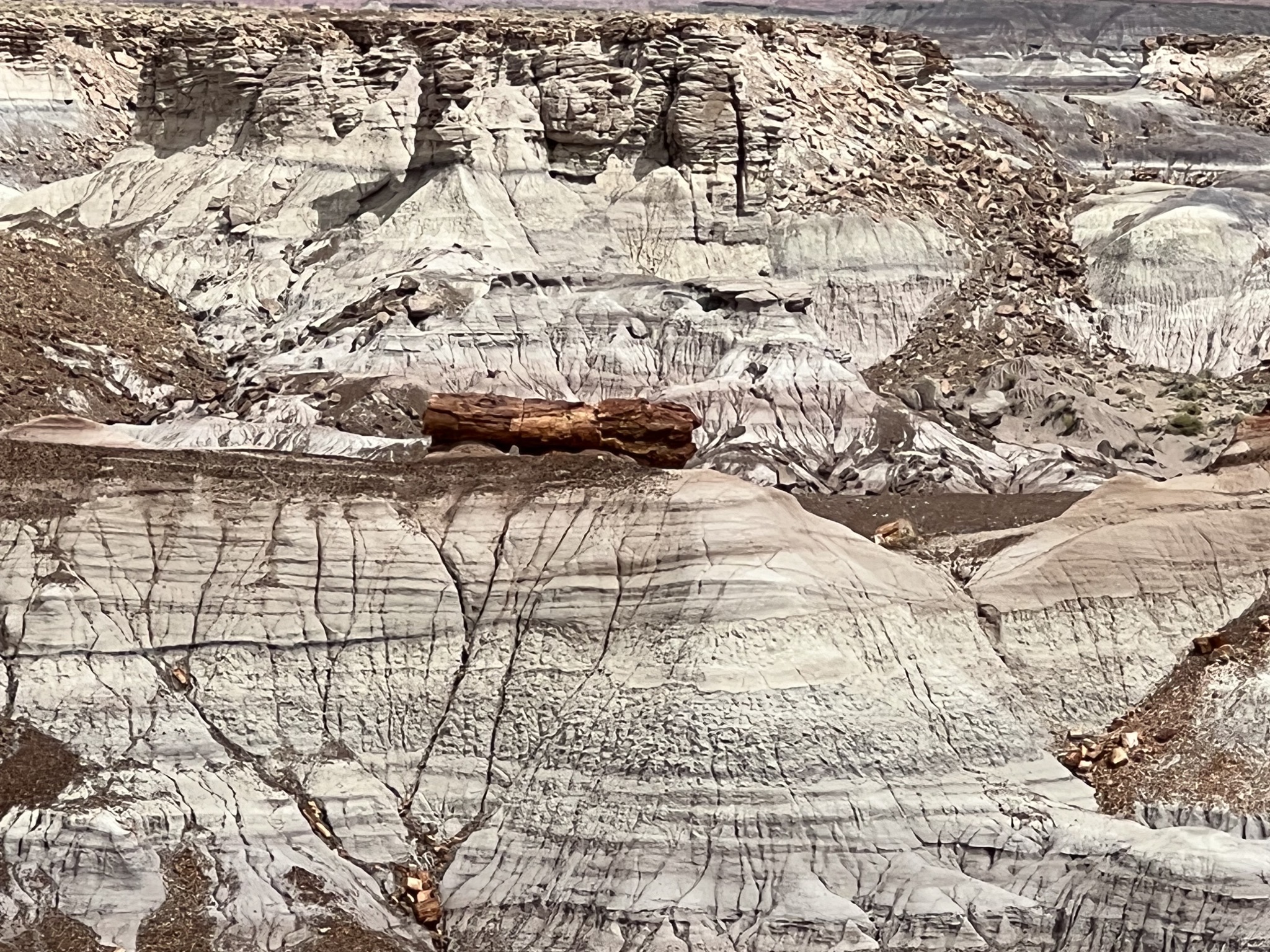 Petrified log