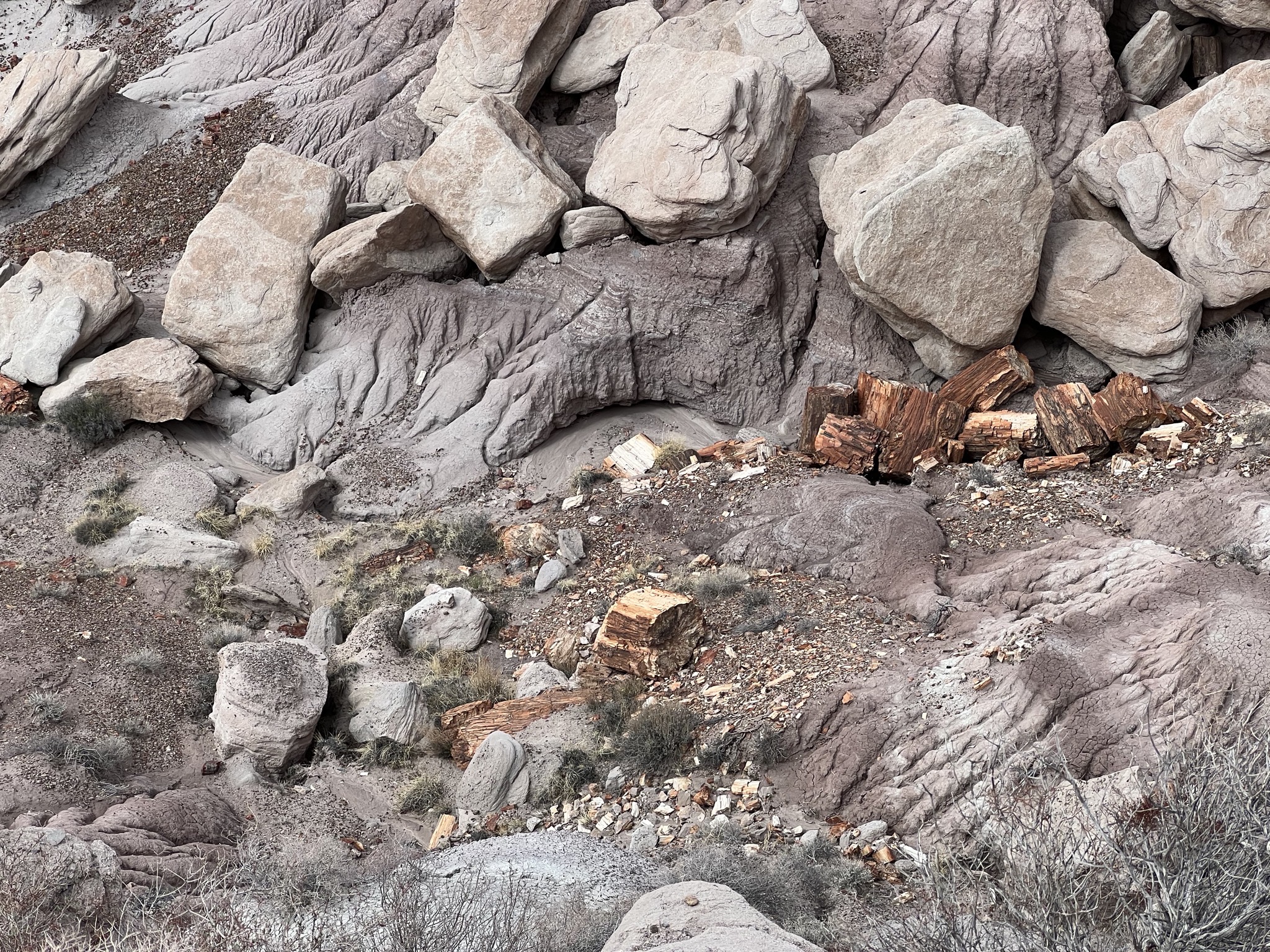 Petrified logs
