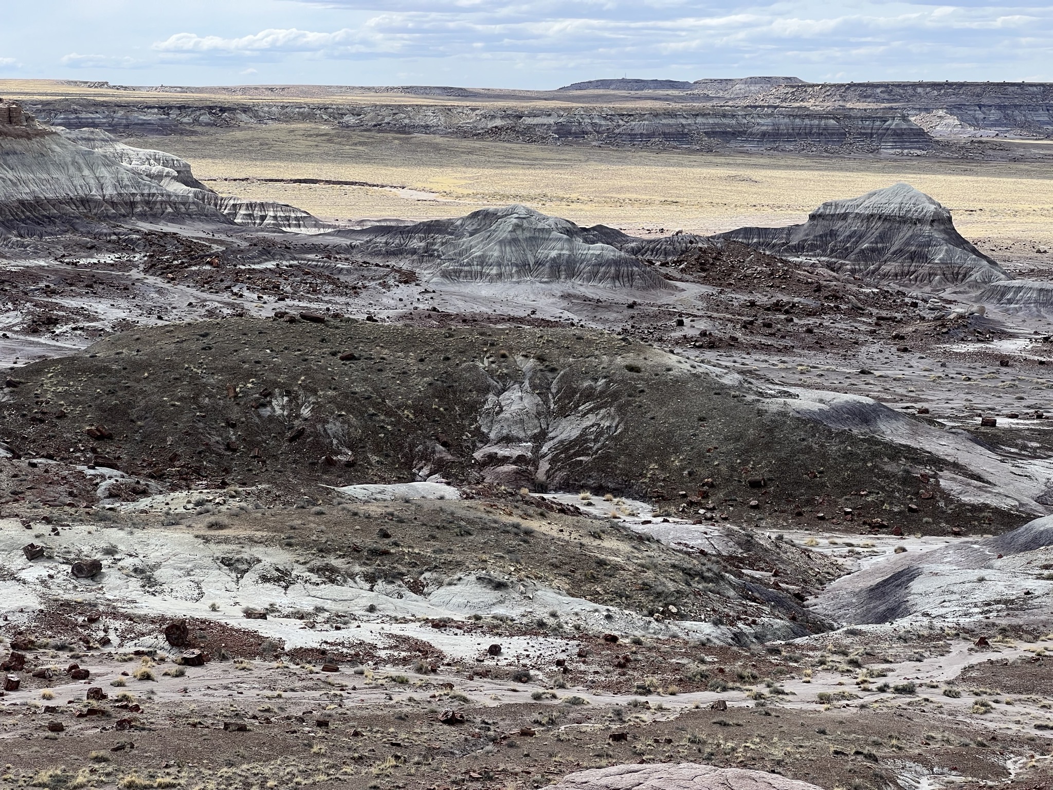 Petrified logs