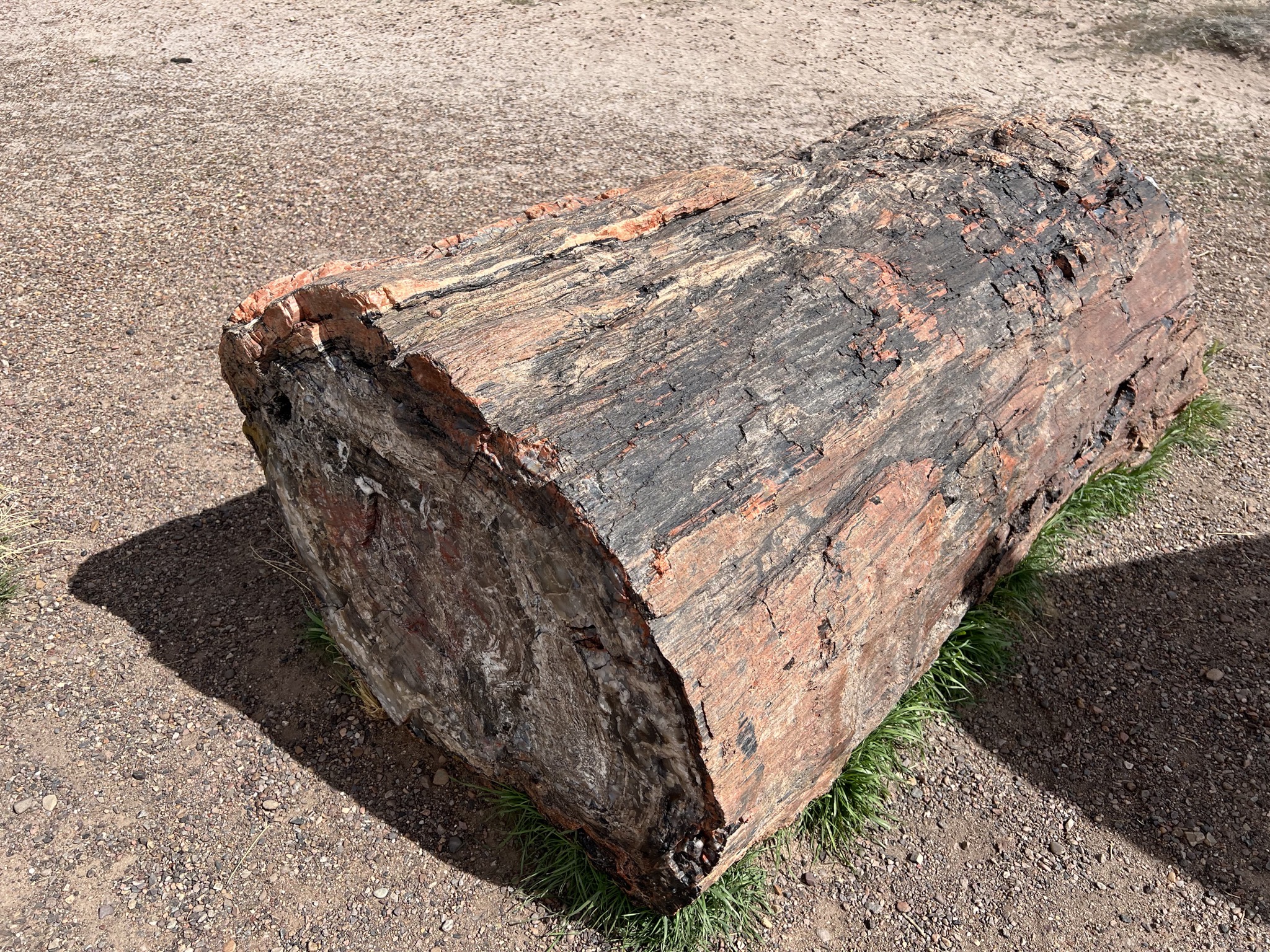 Petrified log