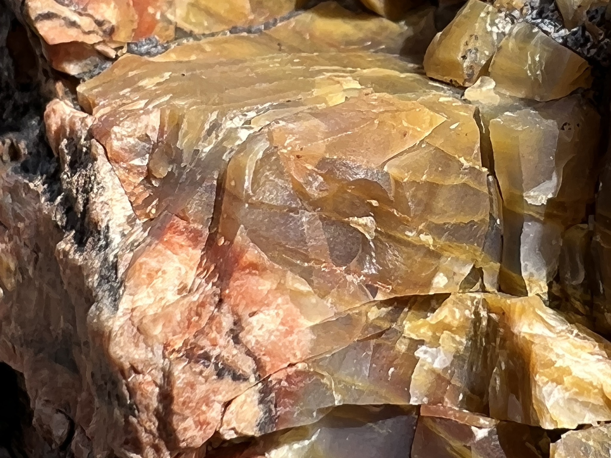 Petrified log