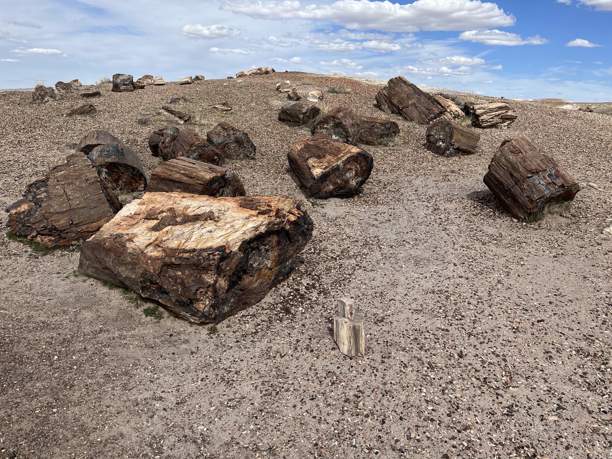 Petrified logs