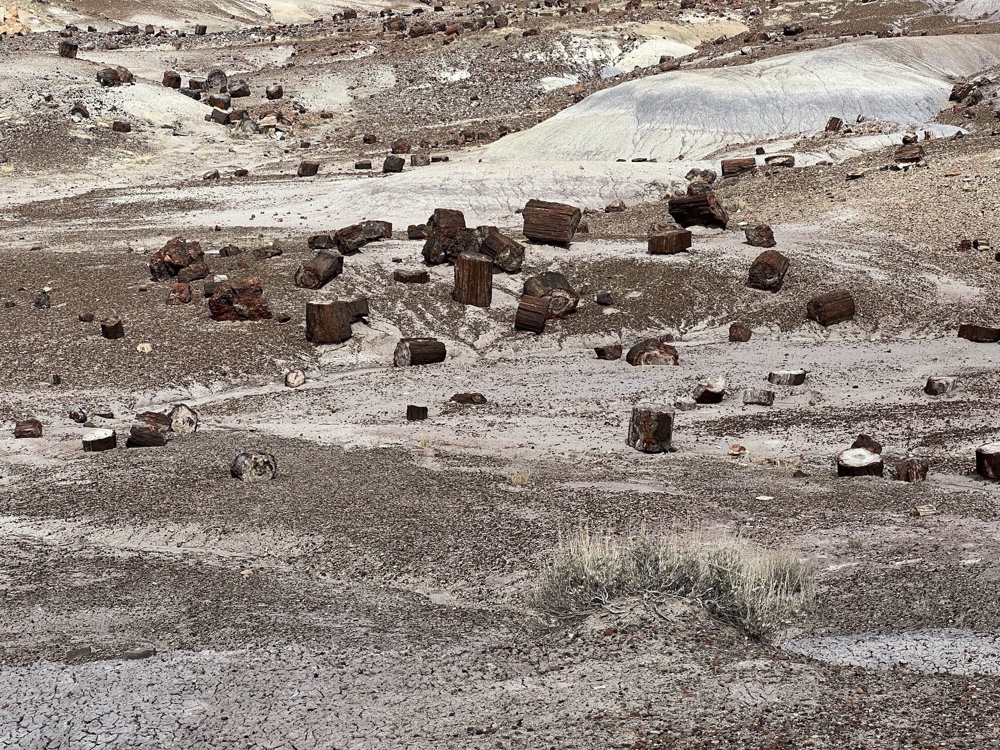 Petrified logs