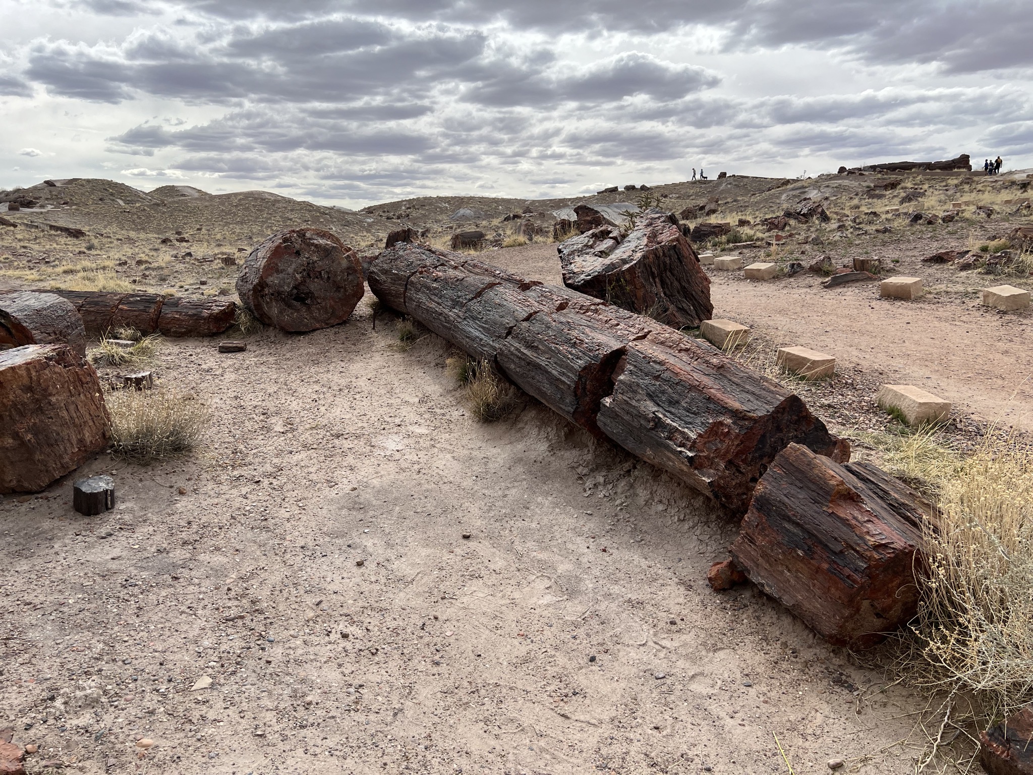 Petrified logs
