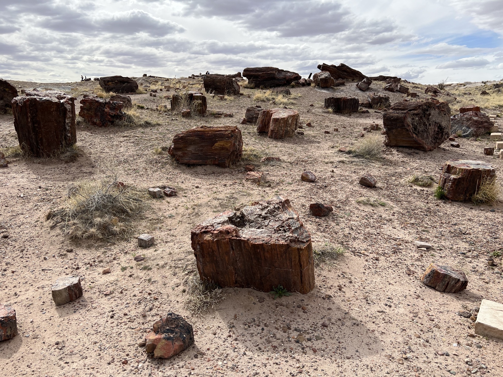 Petrified logs