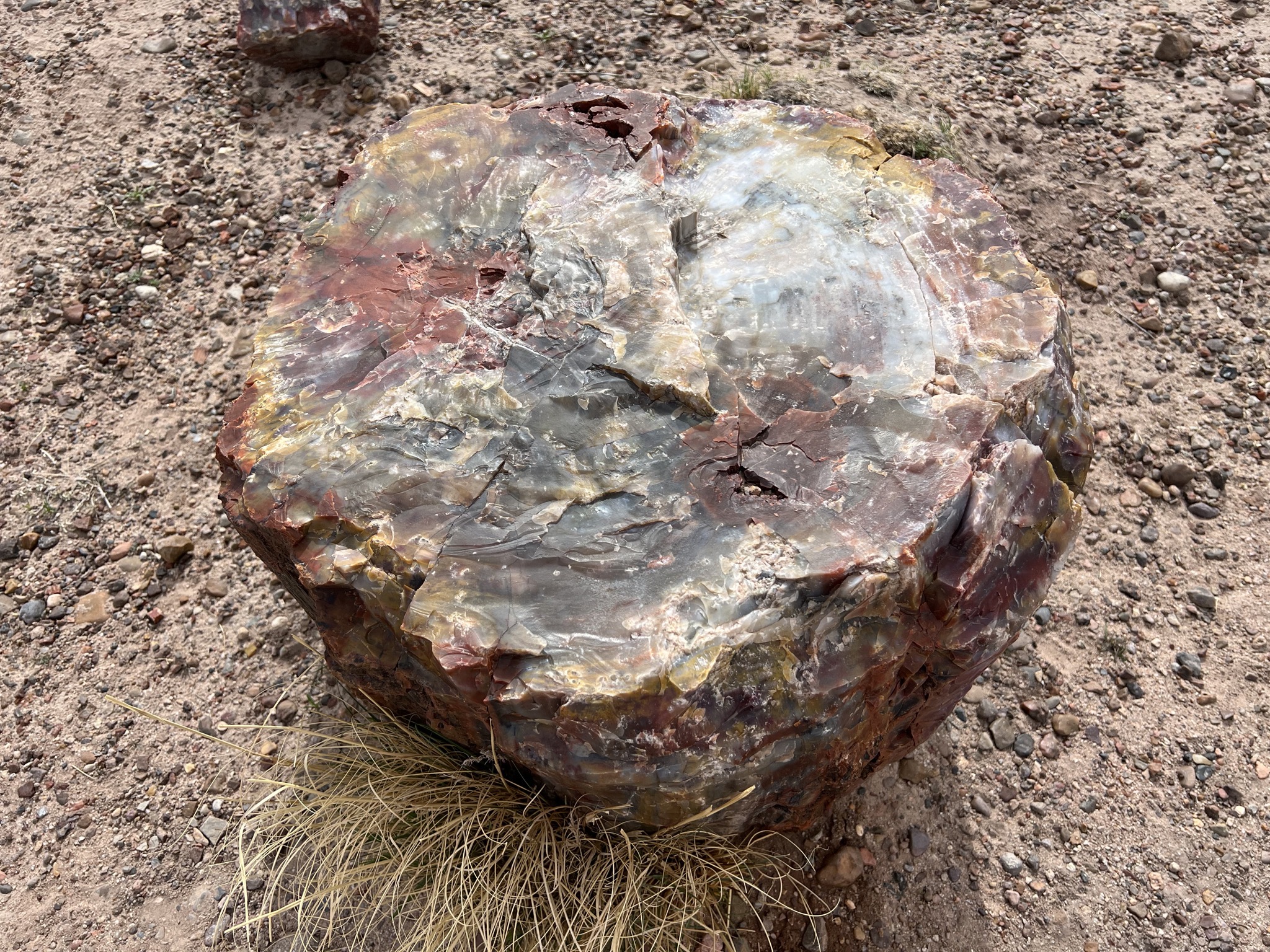Petrified logs