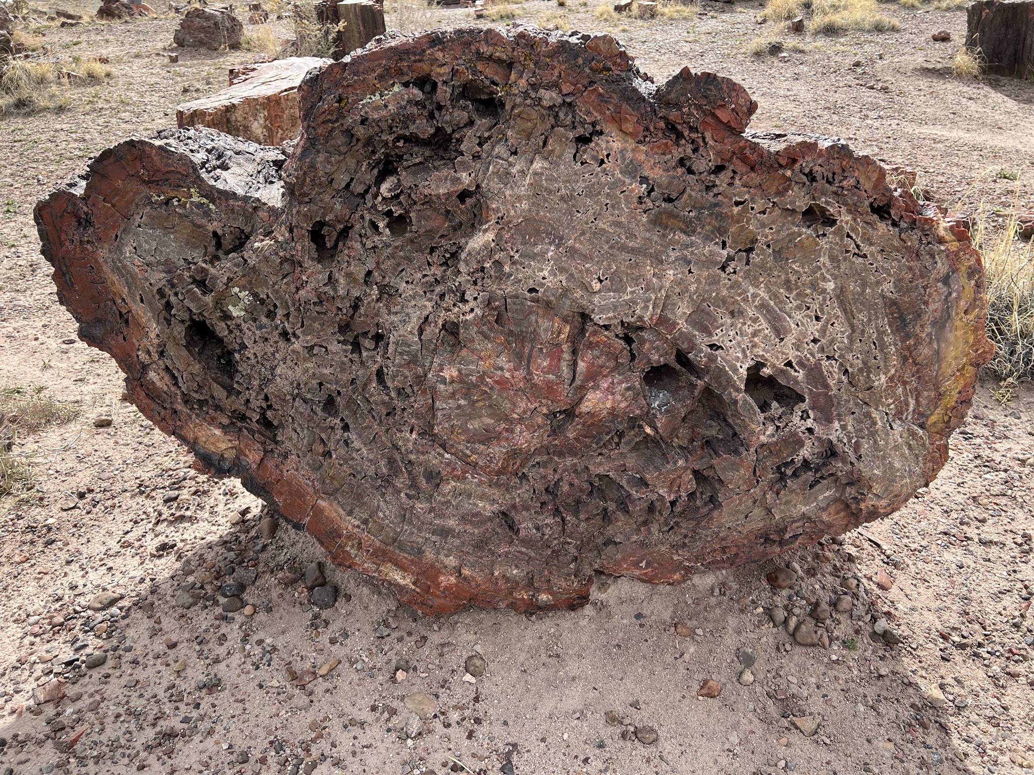 Petrified logs