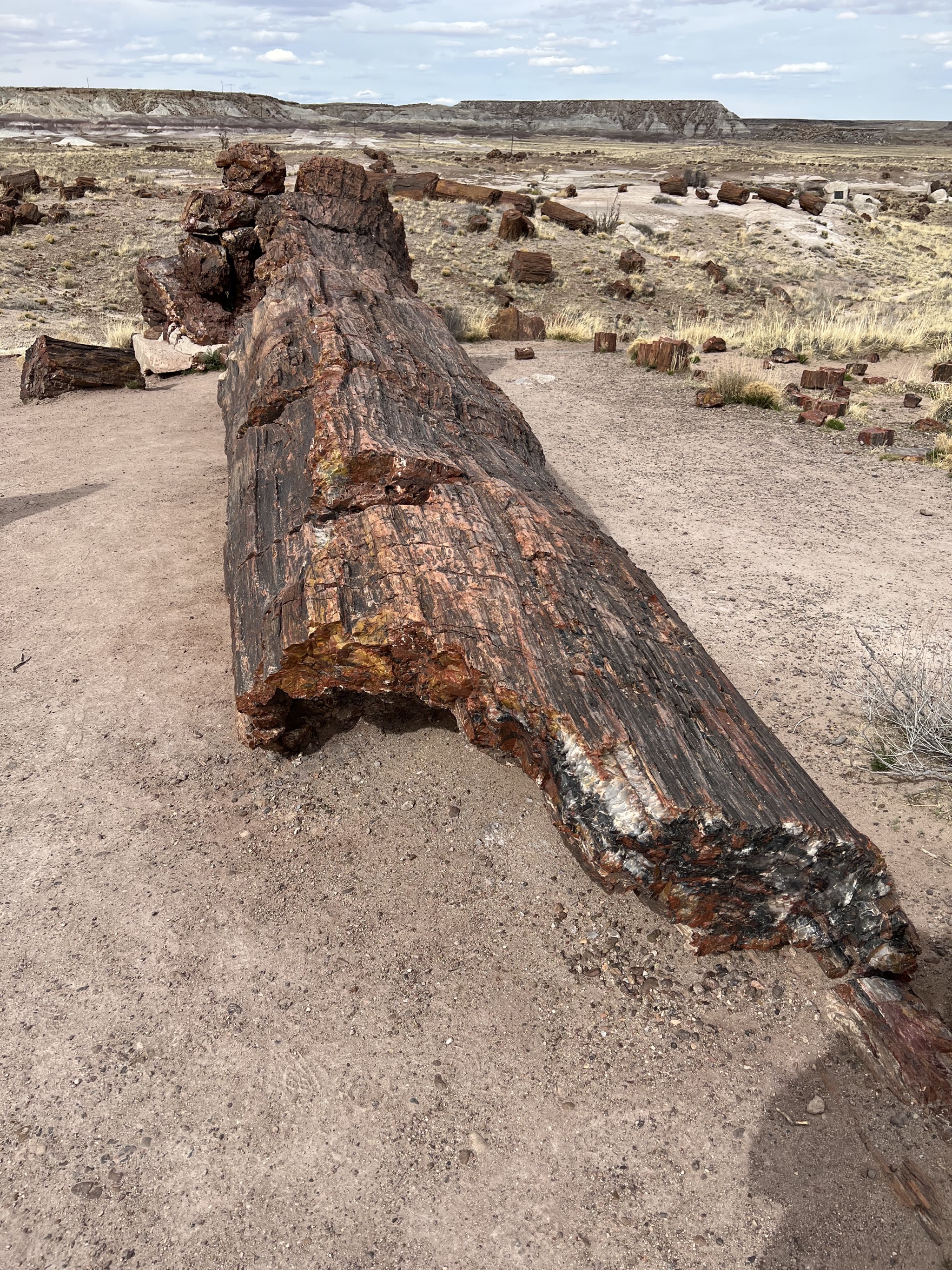 Petrified logs