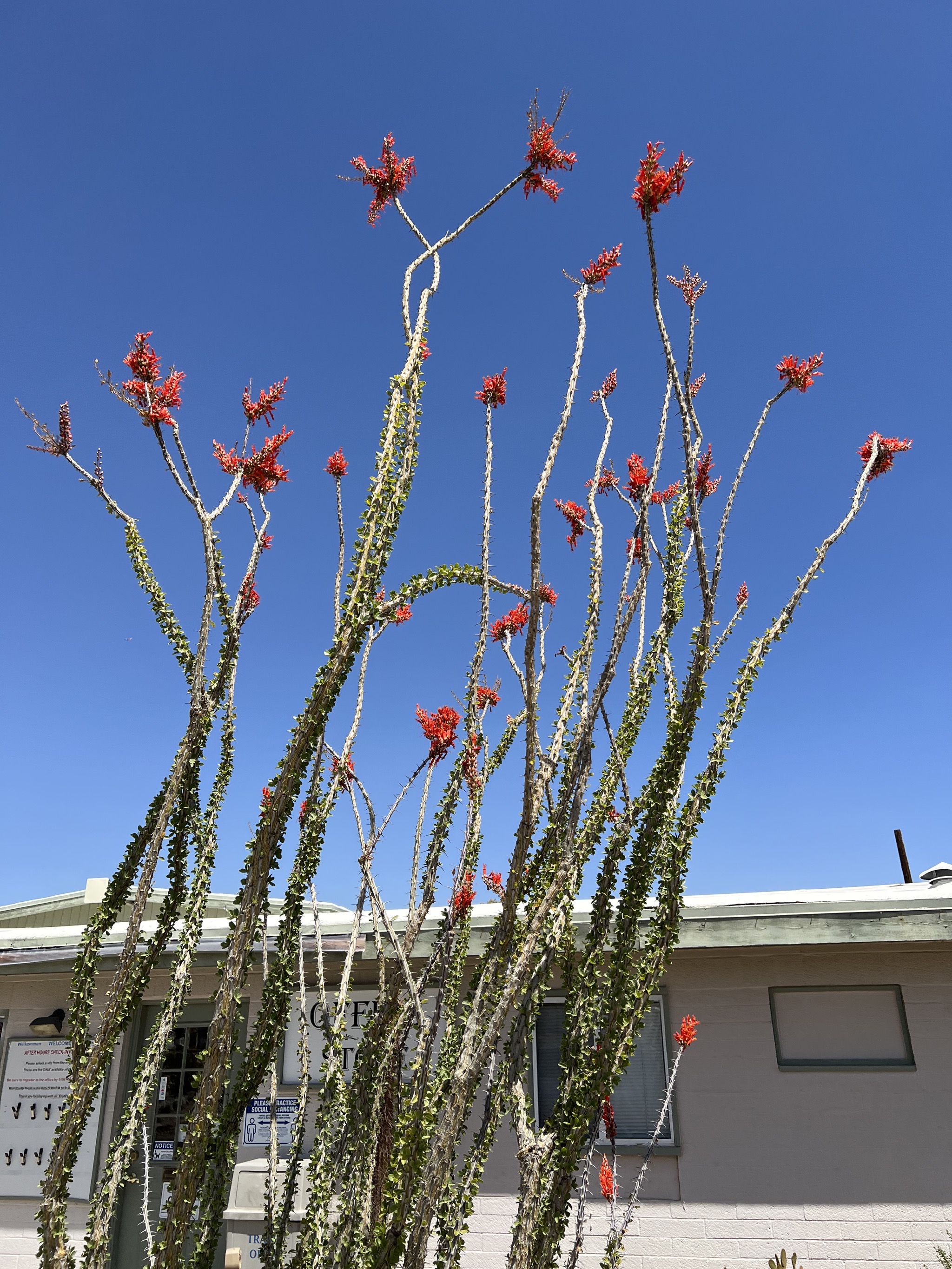 Blooming cacti