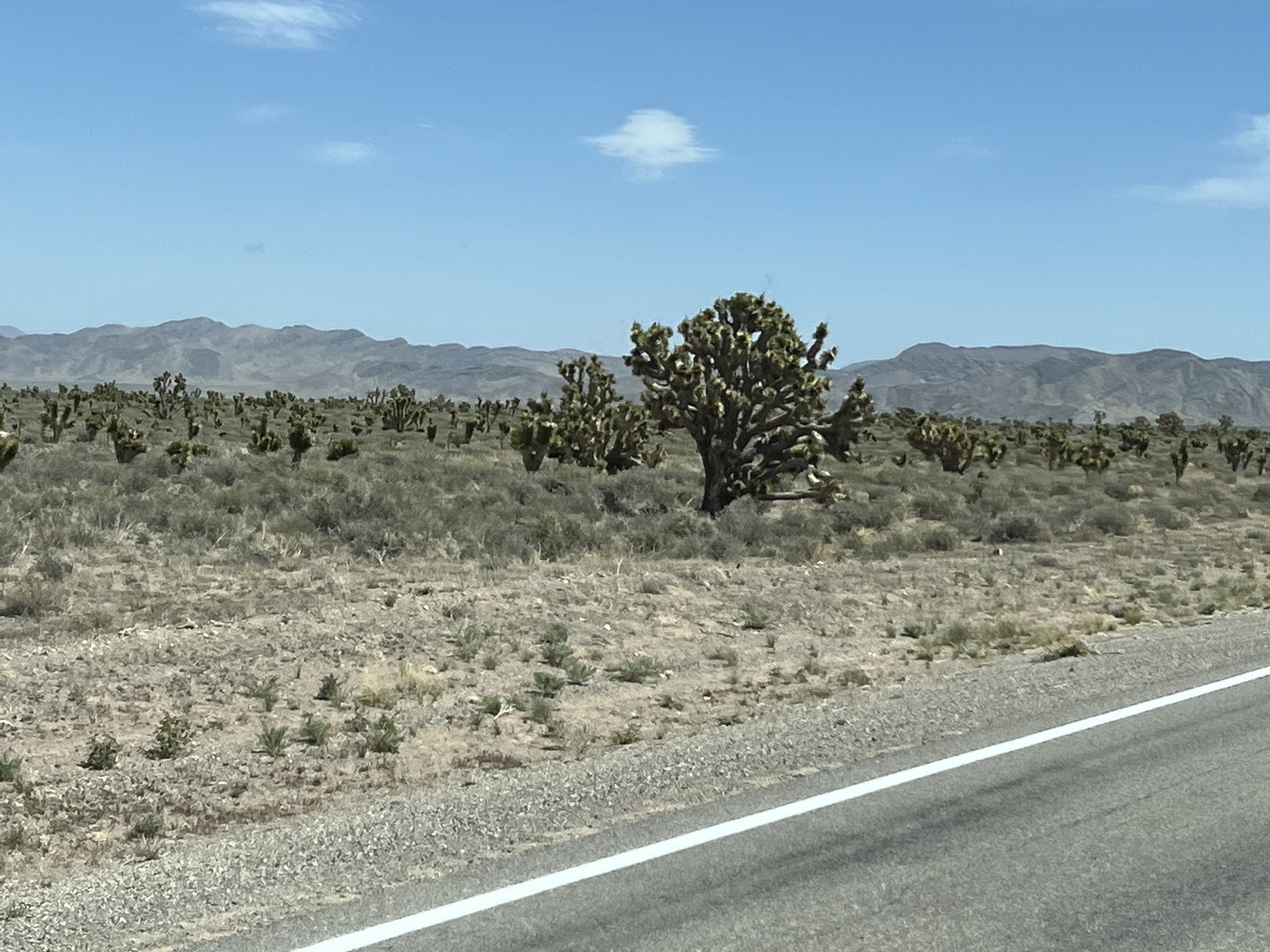 Joshua trees