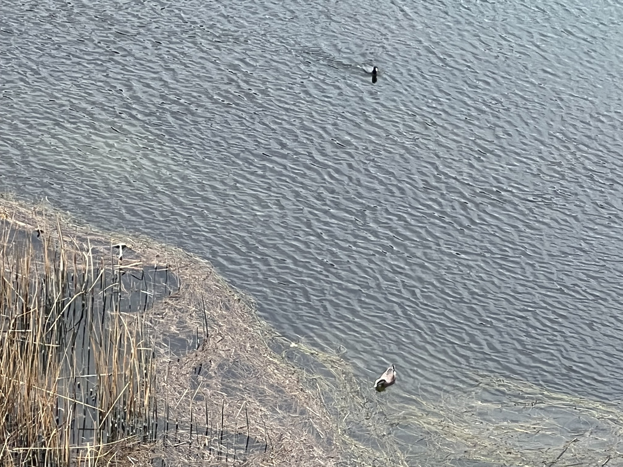 Ducks