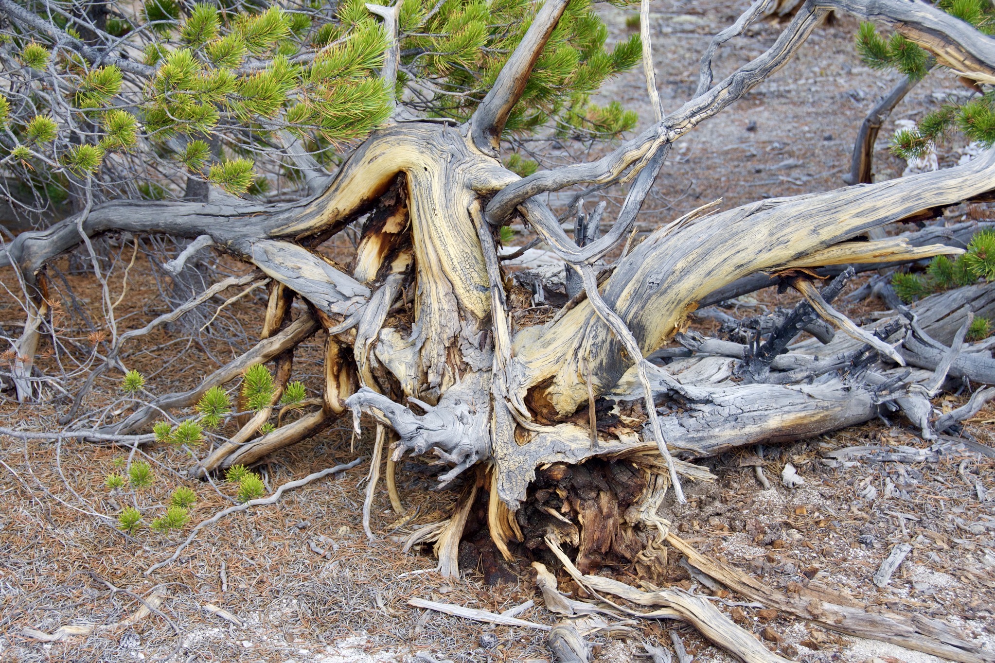 Yellowstone