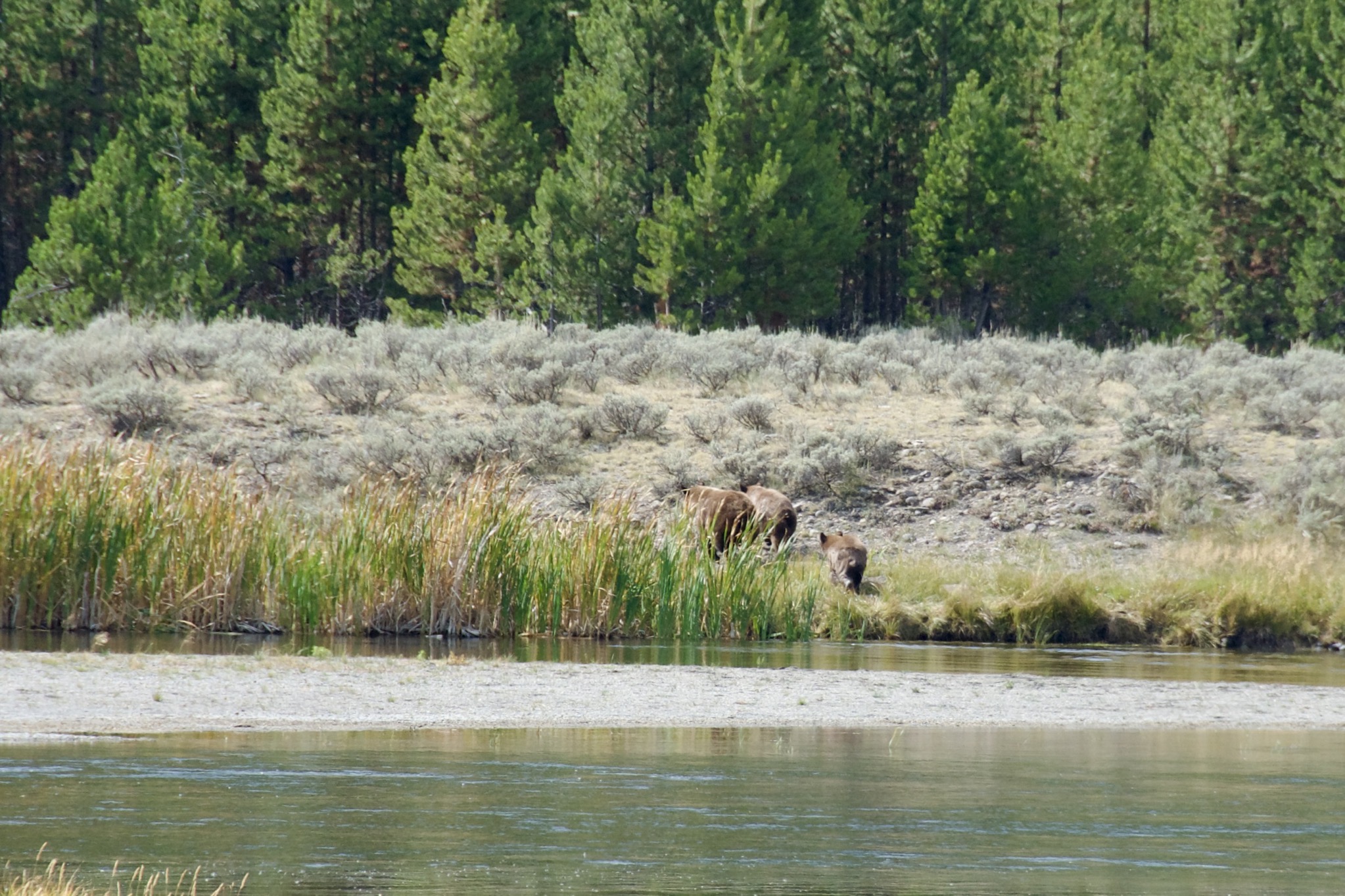 Yellowstone